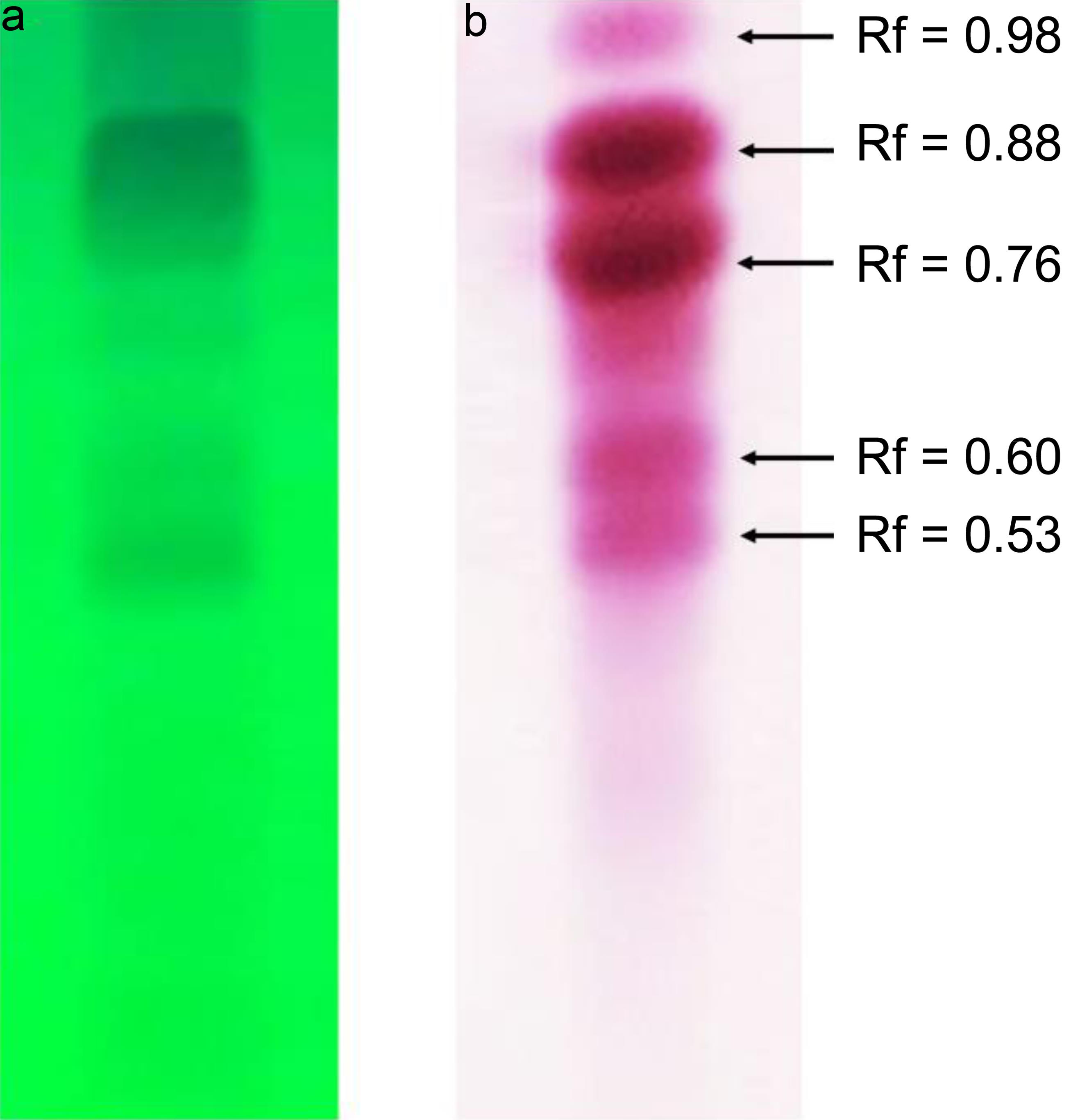 Thin-layer chromatography fingerprints of <italic>Alpinia calcarata</italic> rhizome essential oil: (a) under 254 nm wavelength; (b) after spraying vanillin sulphate.
