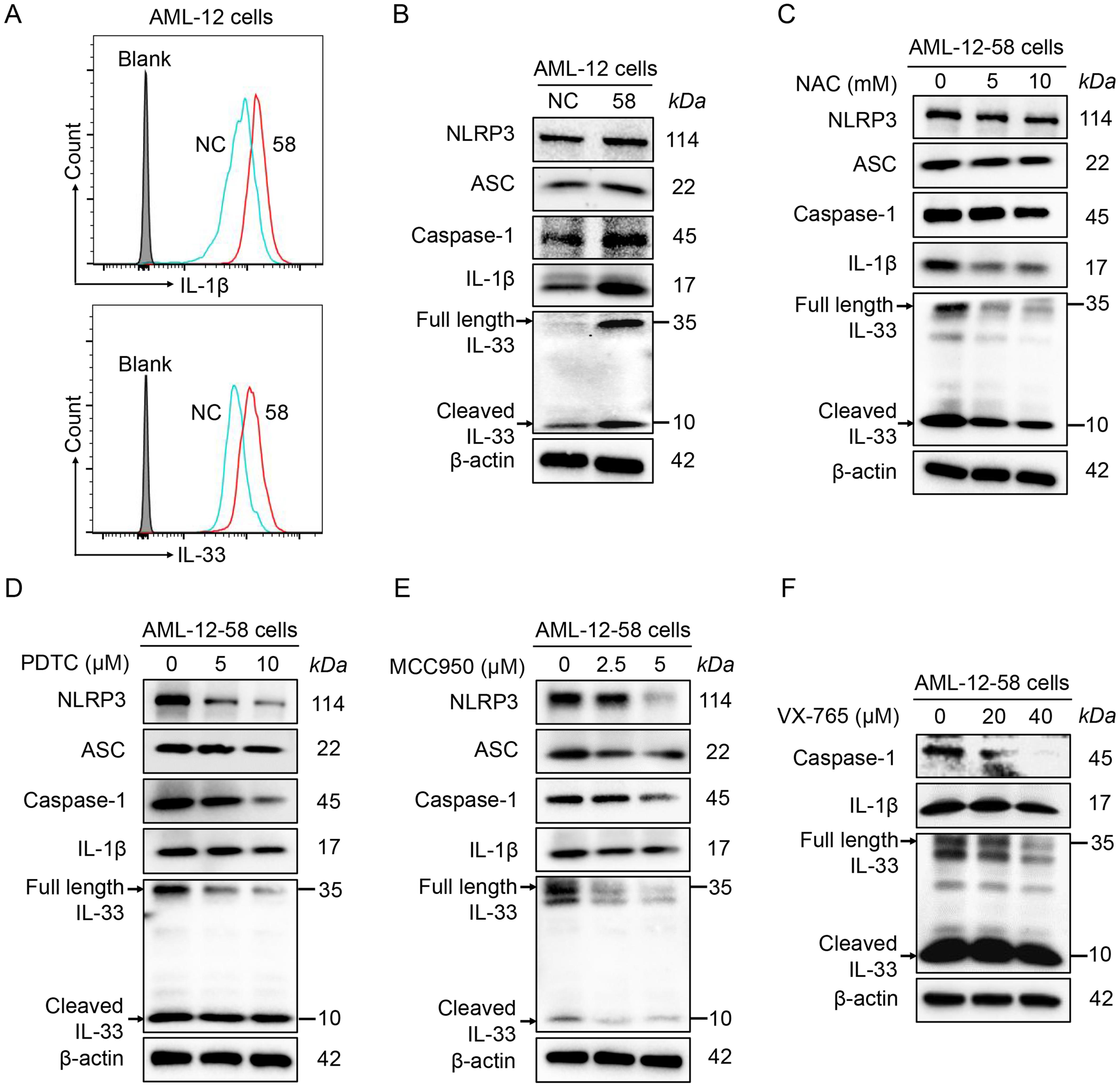 GRIM19 (gene associated with retinoid-IFN-induced mortality 19) loss triggers aberrant NLRP3/IL33 activation through ROS/NF-κB signaling.