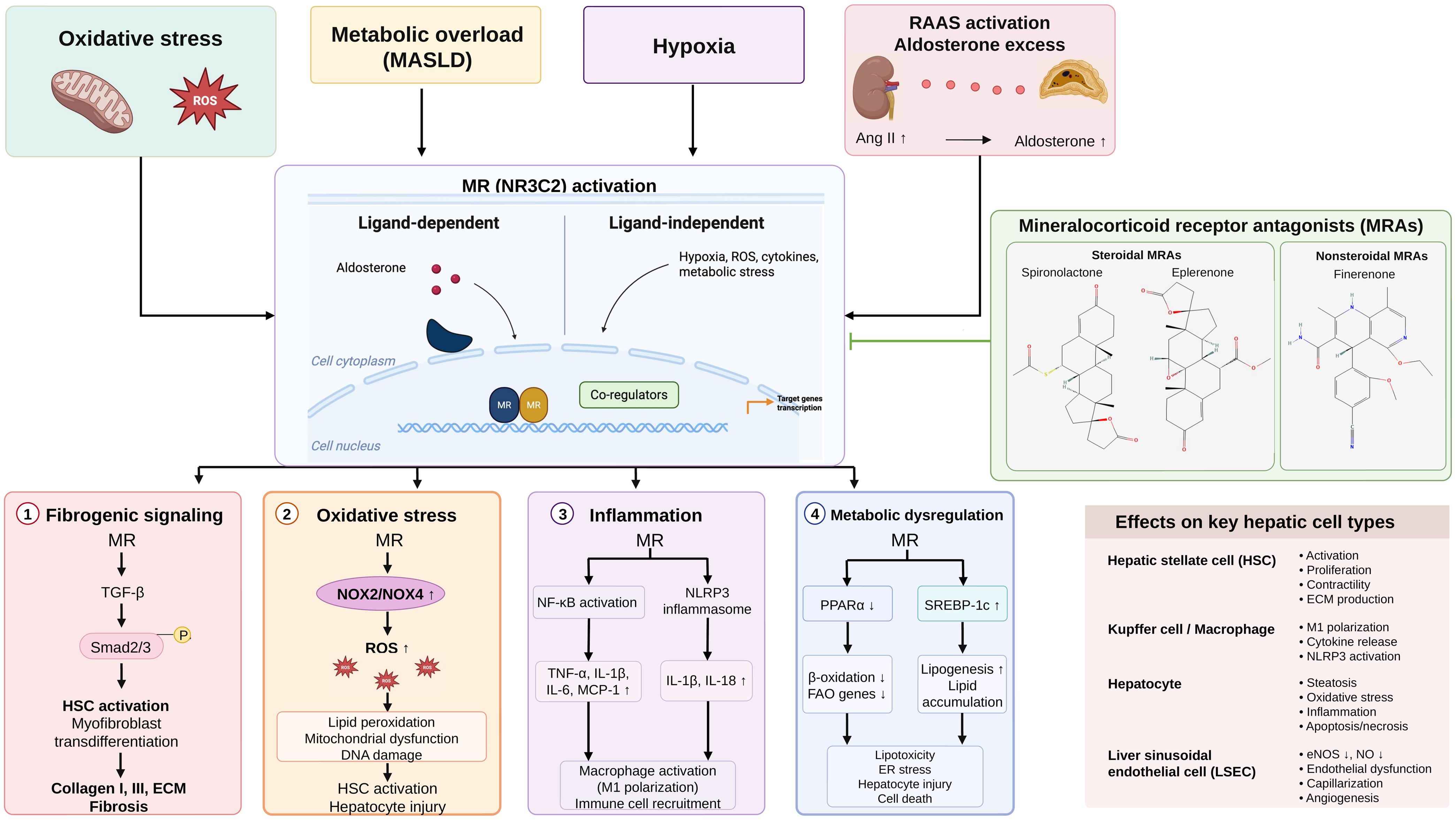 MR signaling integrates metabolic, inflammatory, and vascular pathways in liver fibrosis and is therapeutically targeted by MRAs.