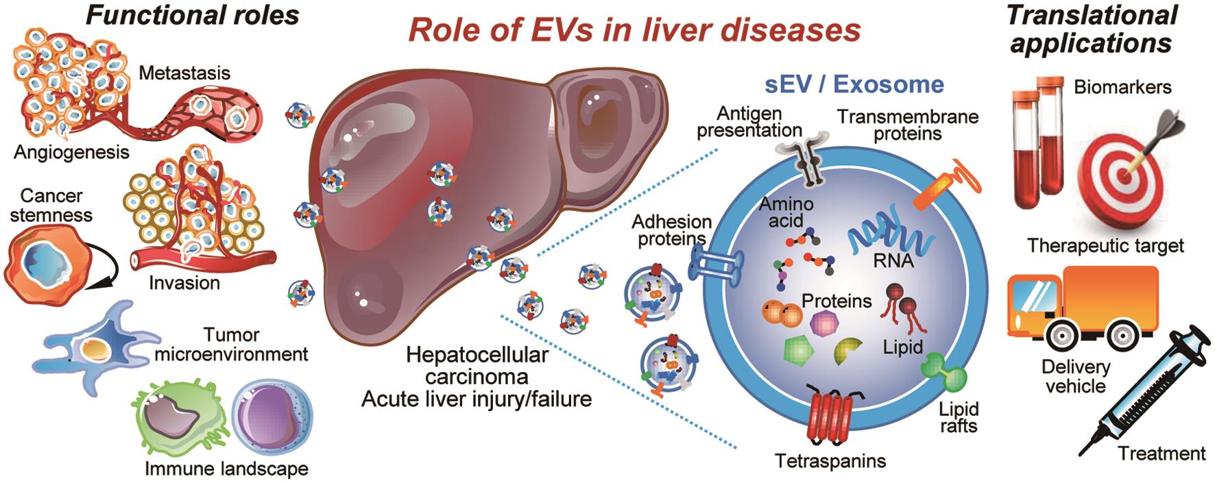 Role of Small Extracellular Vesicles in Liver Diseases: Pathogenesis ...
