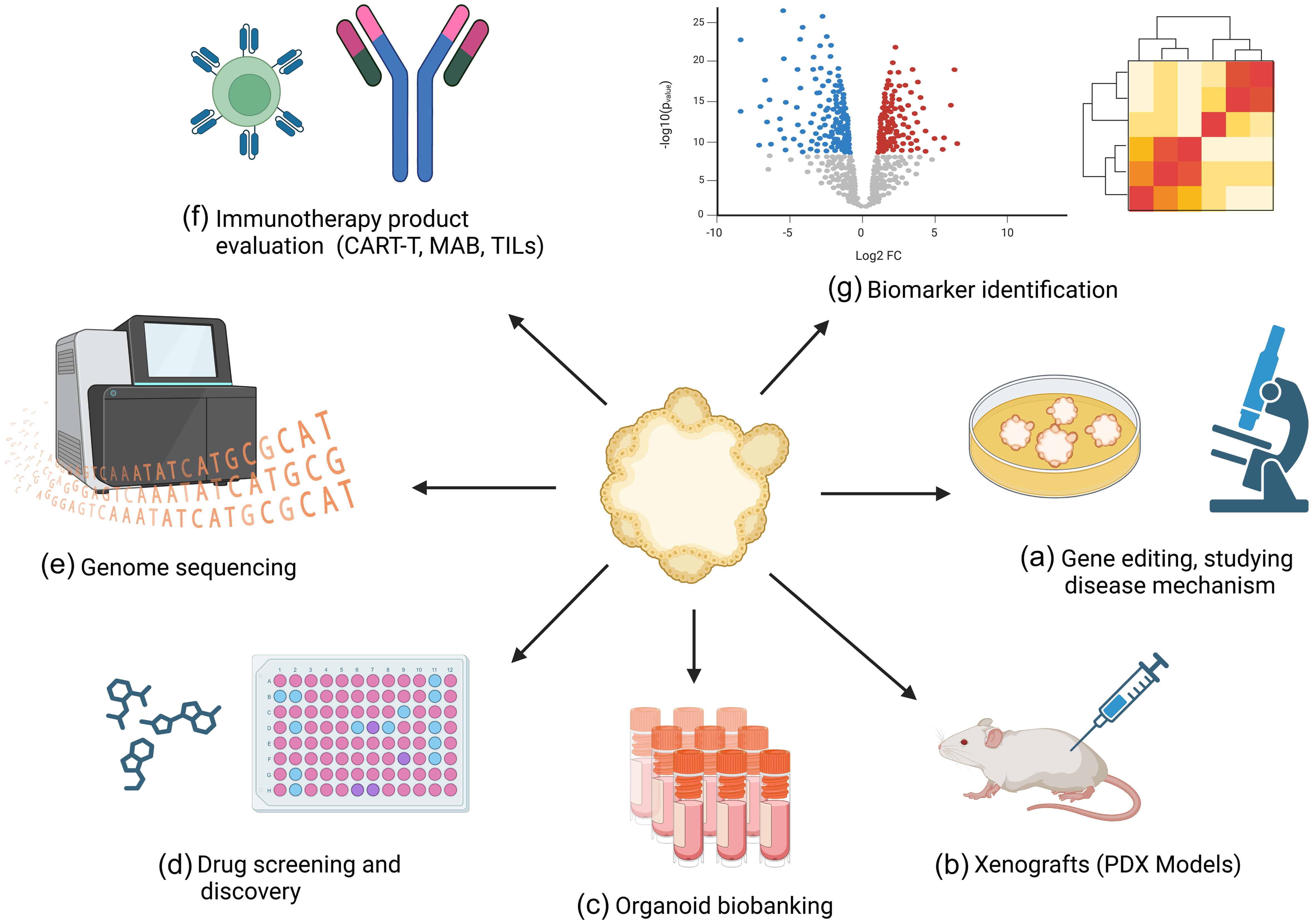 Potential applications of patient-derived tumor organoids.
