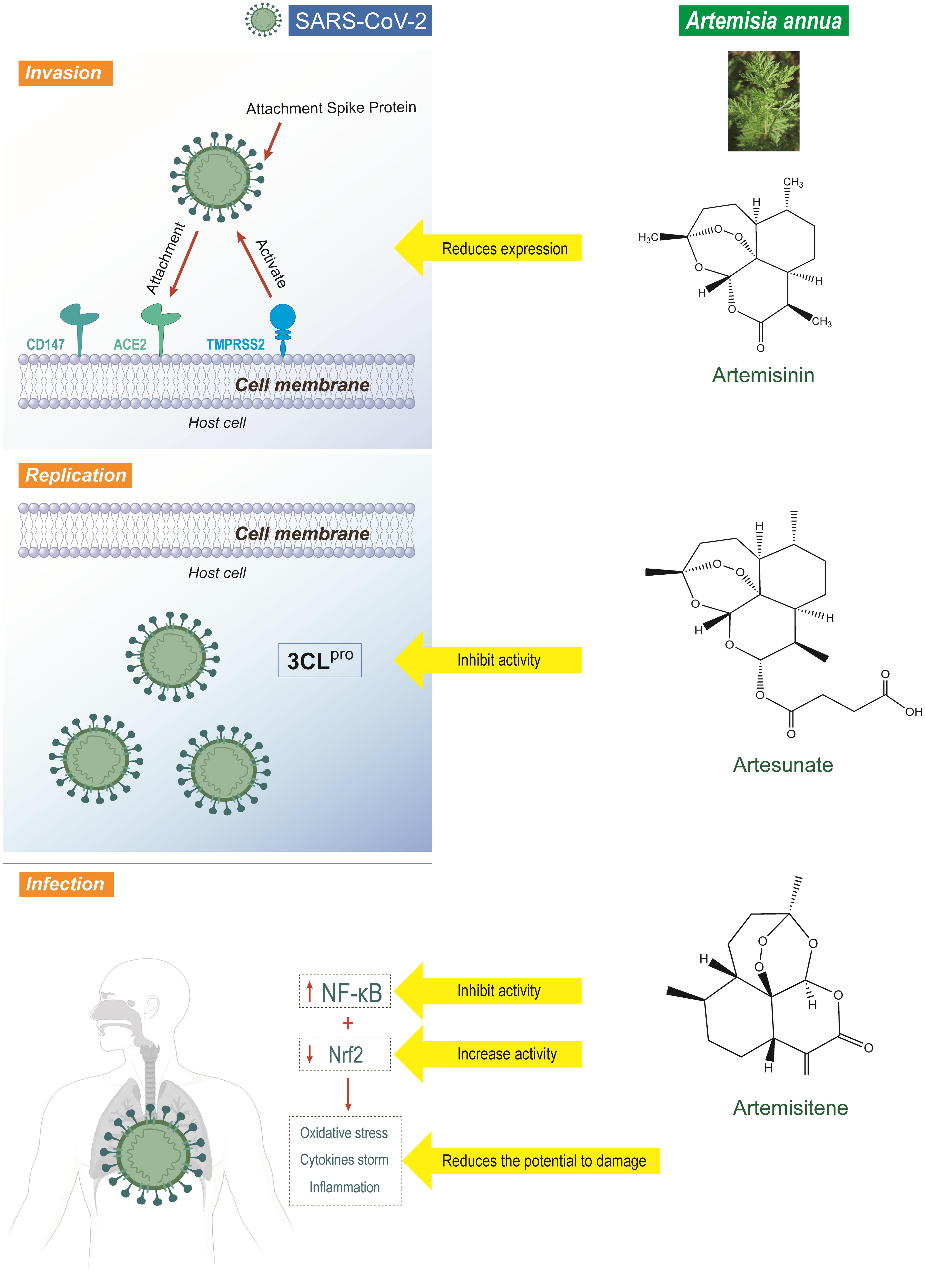 <italic>Artemisia annua</italic> L. and their derivatives against SARS-CoV-2 infection.
