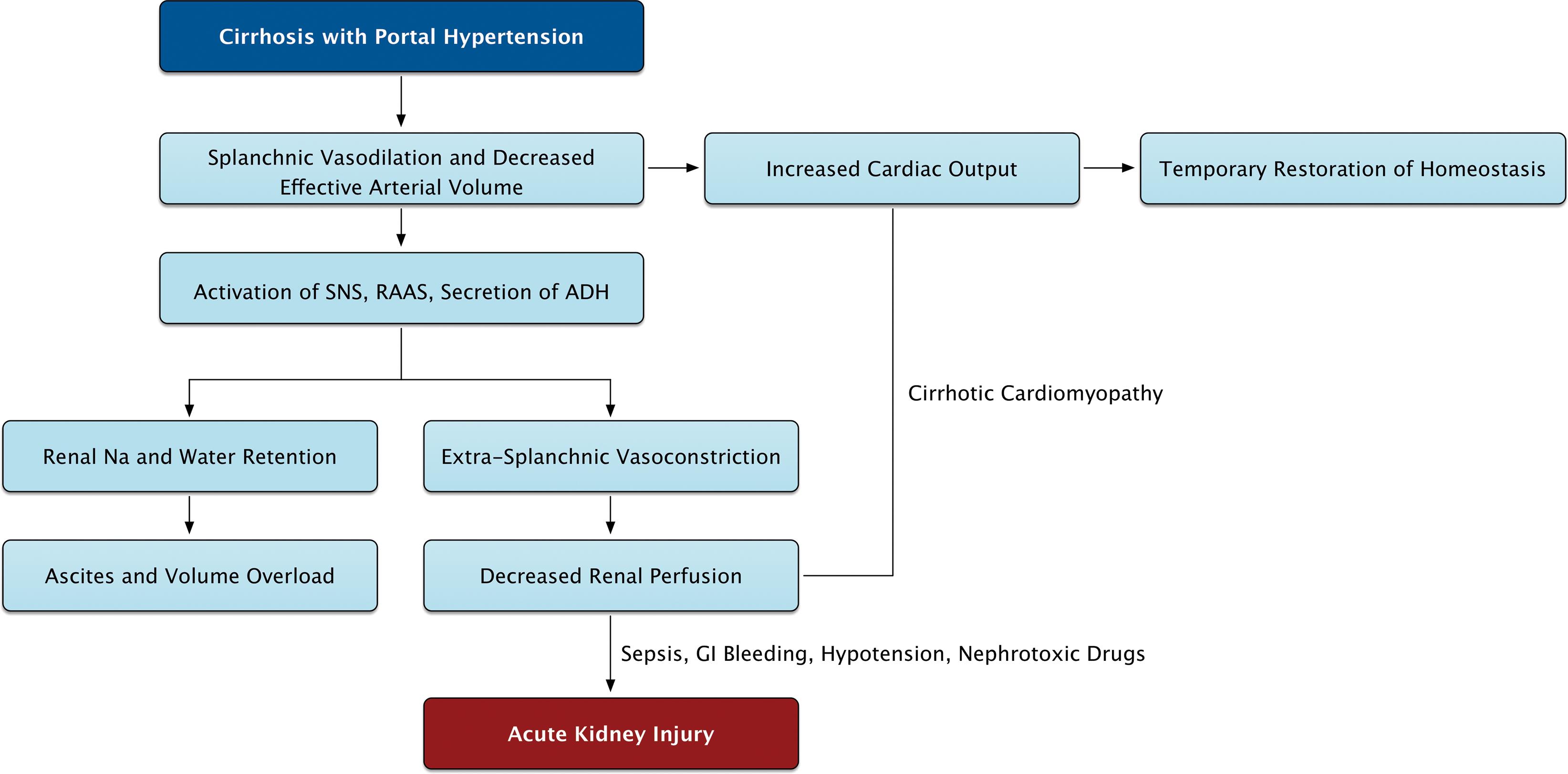 The pathophysiology of renal dysfunction in decompensated cirrhosis.