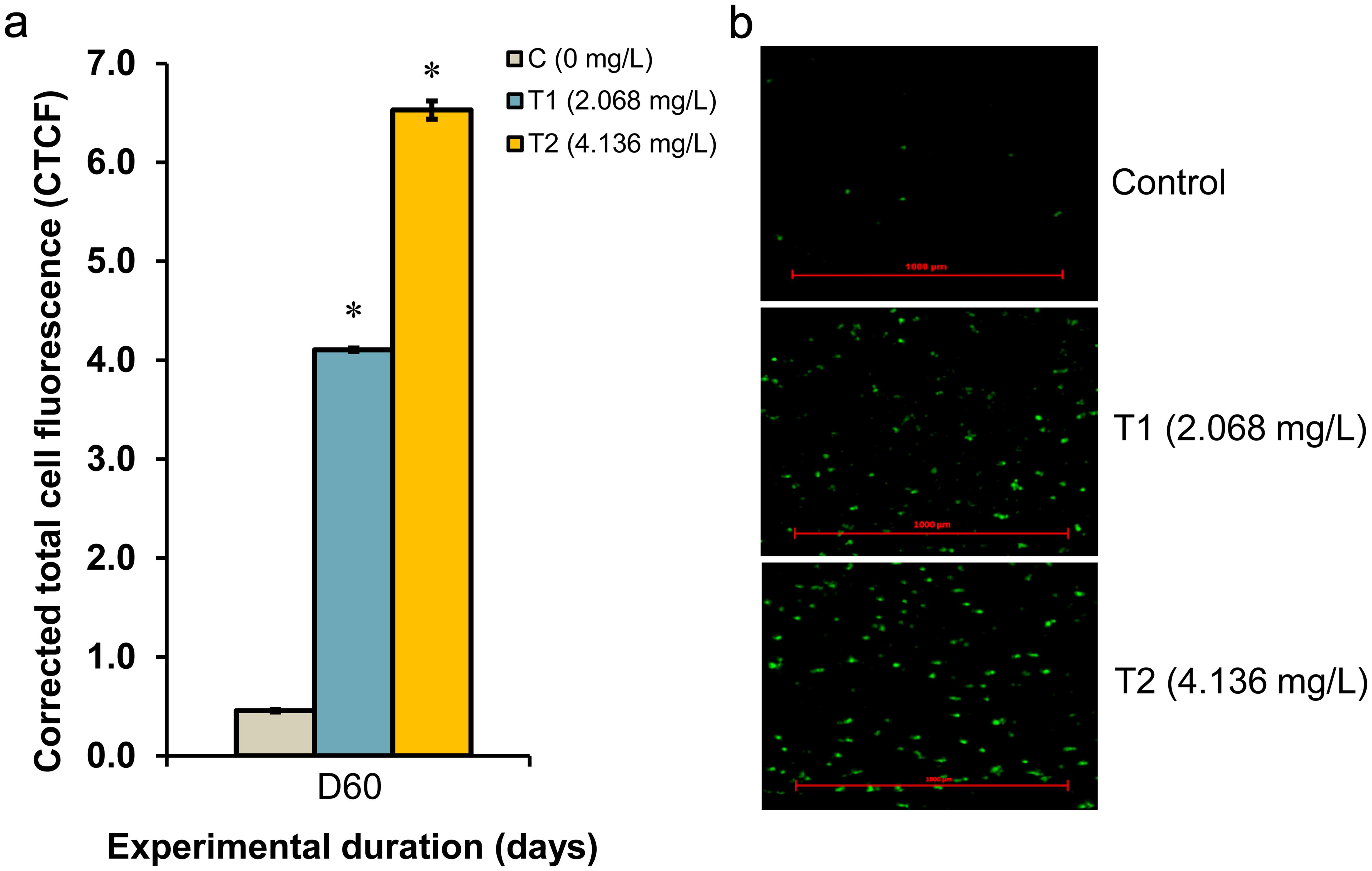 ROS induction in the erythrocytes of control and treated groups (T1 and T2).