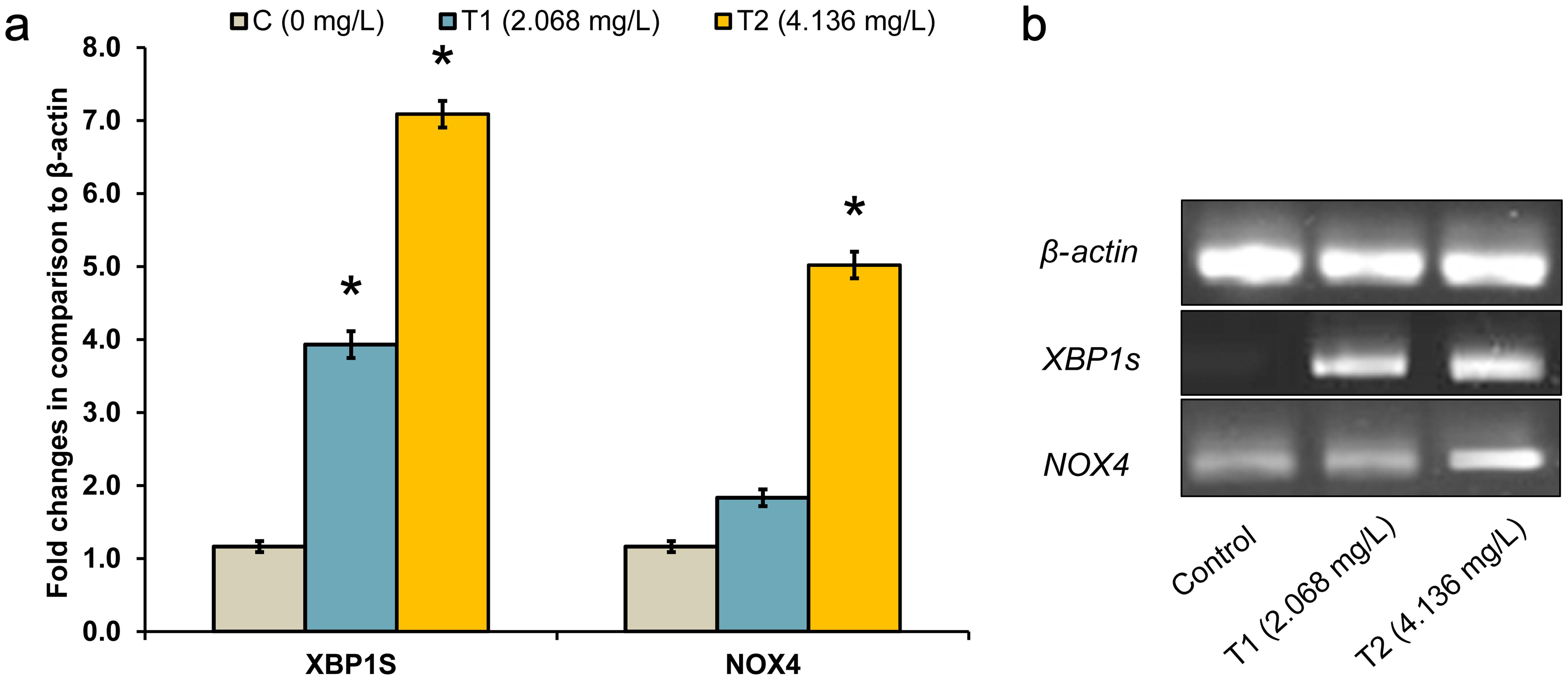 <italic>XBP1s</italic> and <italic>NOX4</italic> expression after MZ exposure.