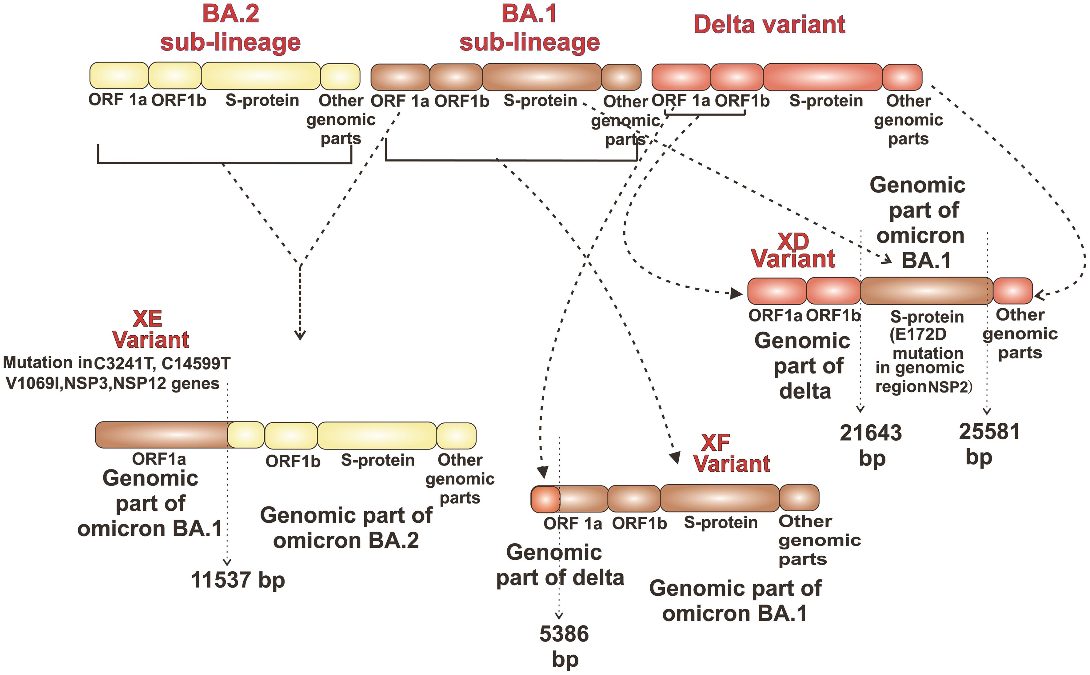 Formation of XE, XD, and XF variants through recombination (Other Genomic Parts include- E, M, ORF6, ORF7a, ORF7b, ORF8, N, 3UTR).