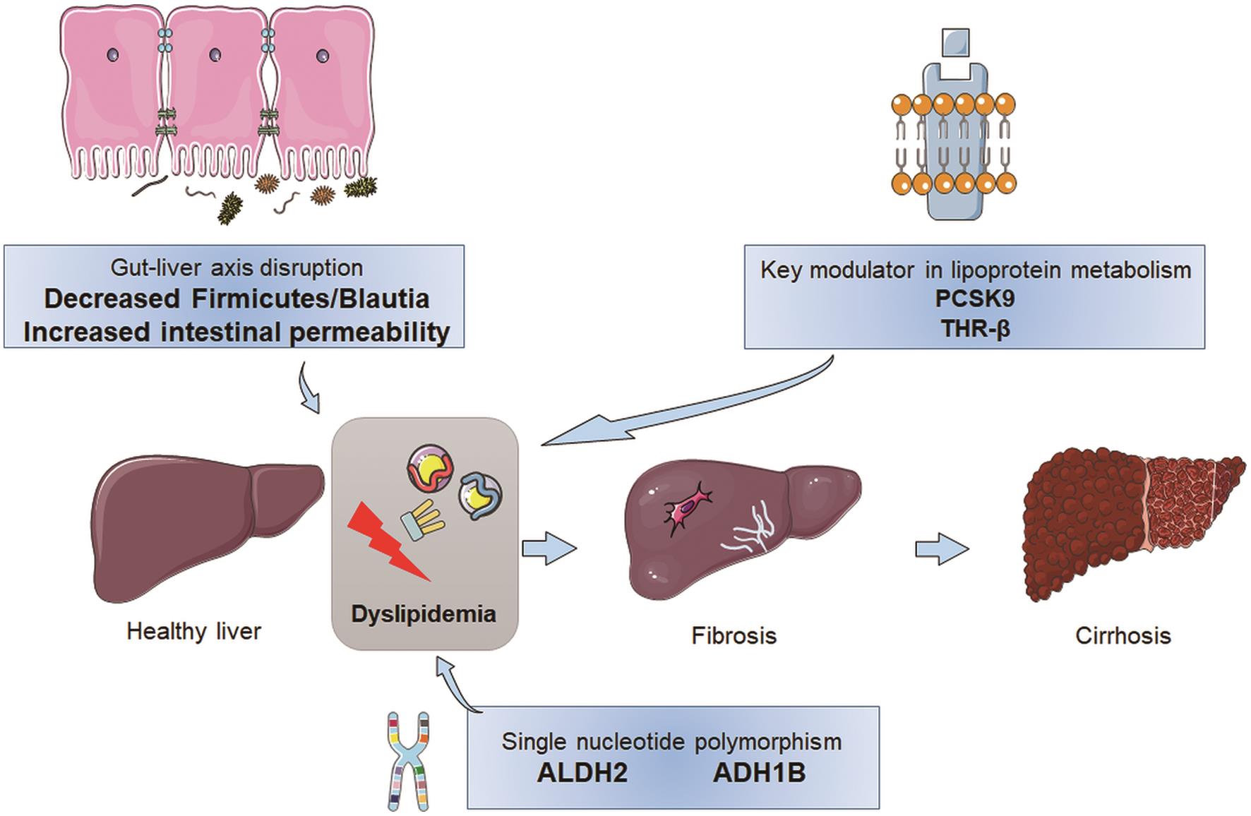 The underlying mechanism pertaining to lipid changes in cirrhosis appears to be complicated.
