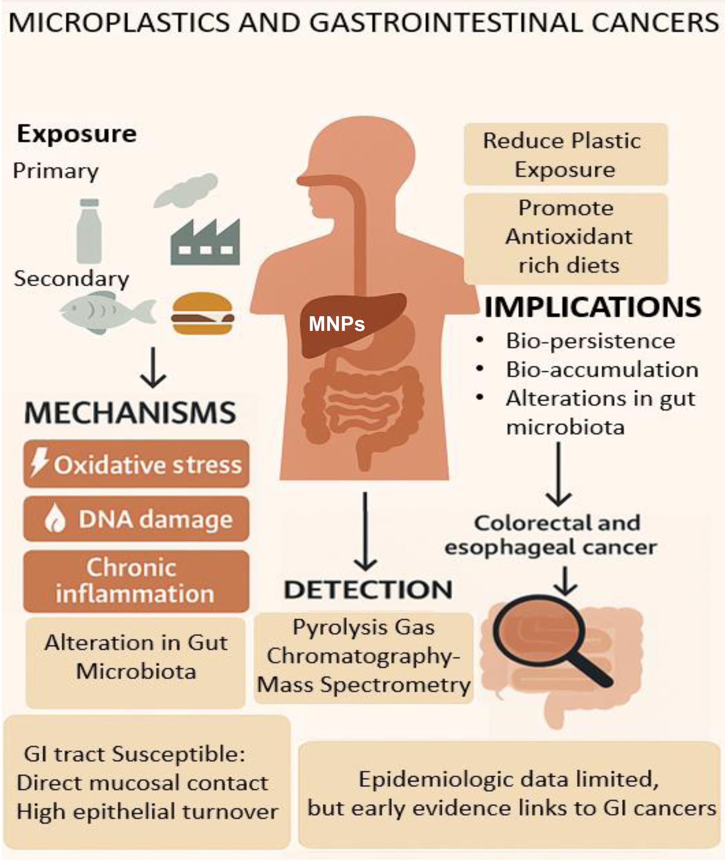 Summary of the contribution of micro- and nanoplastics (MNPs) exposure from food, water, and the environment to gastrointestinal (GI) cancer risk.