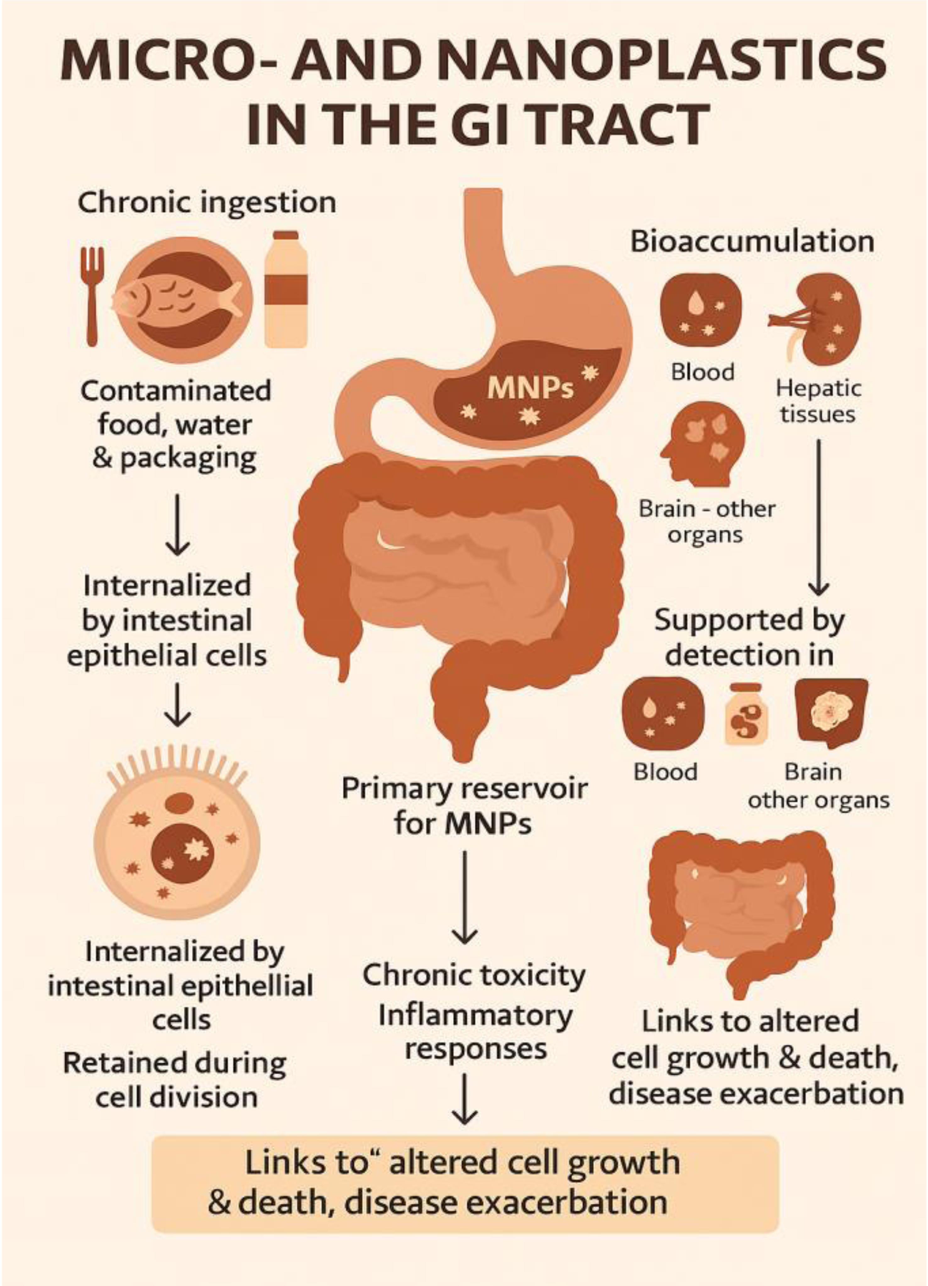 Summary of the absorption, bioaccumulation, and retention of micro- and nanoplastics (MNPs) following chronic ingestion from contaminated food, water, and packaging.