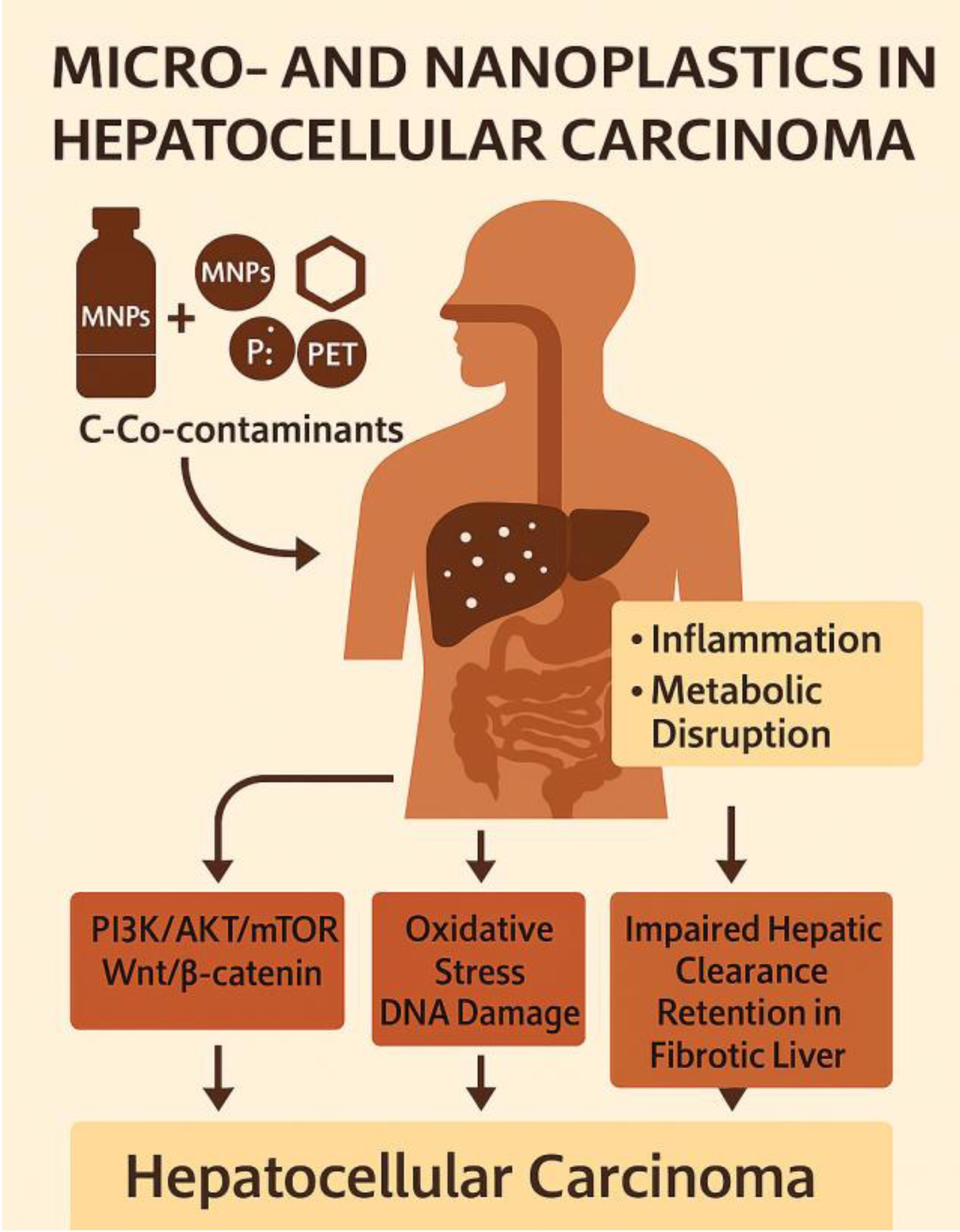Summary of the potential contribution of micro- and nanoplastics (MNPs) and their co-contaminants (phthalates, bisphenols, and PET) to hepatocellular carcinoma.
