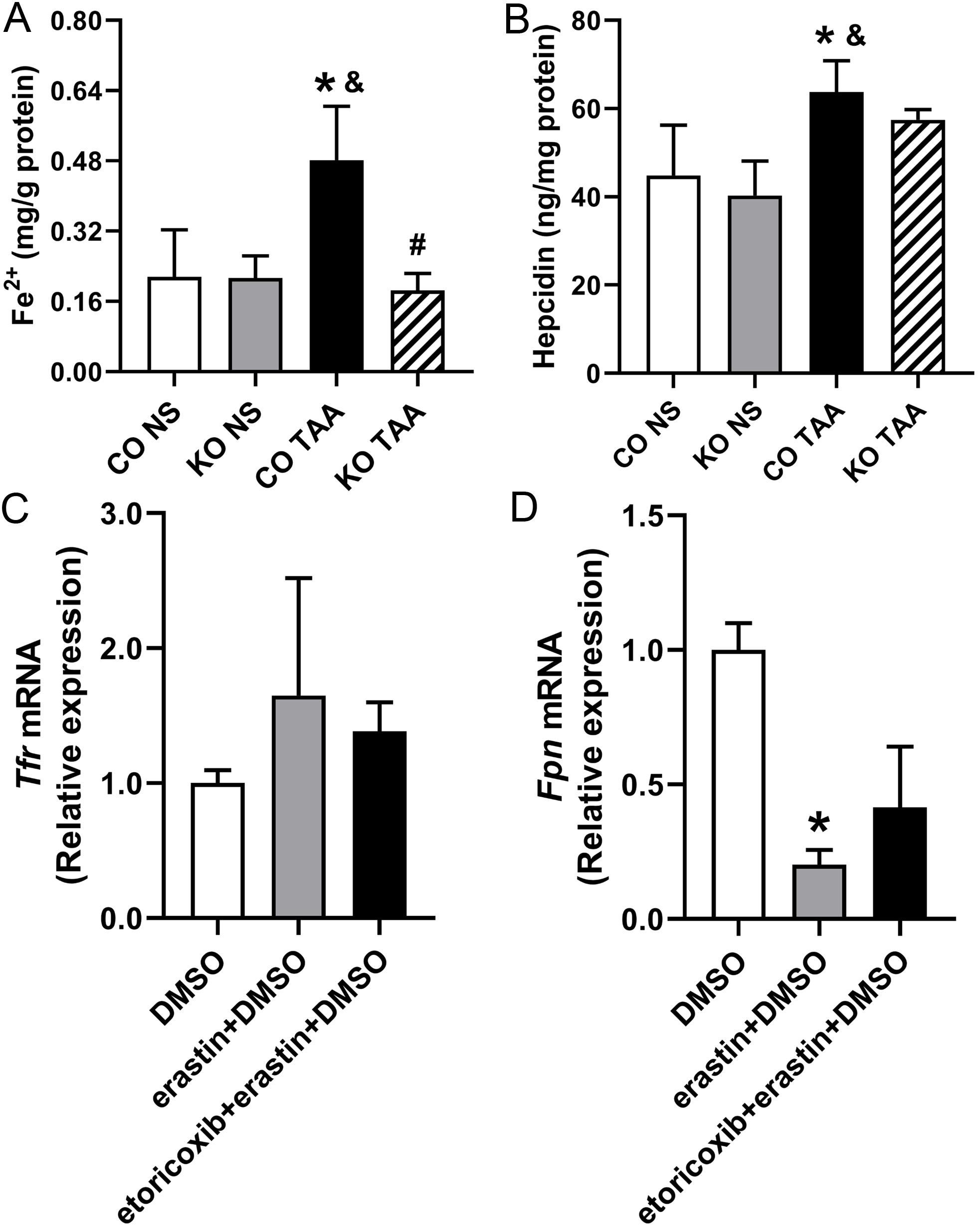 Iron metabolism in mouse livers and primary mouse hepatocytes.