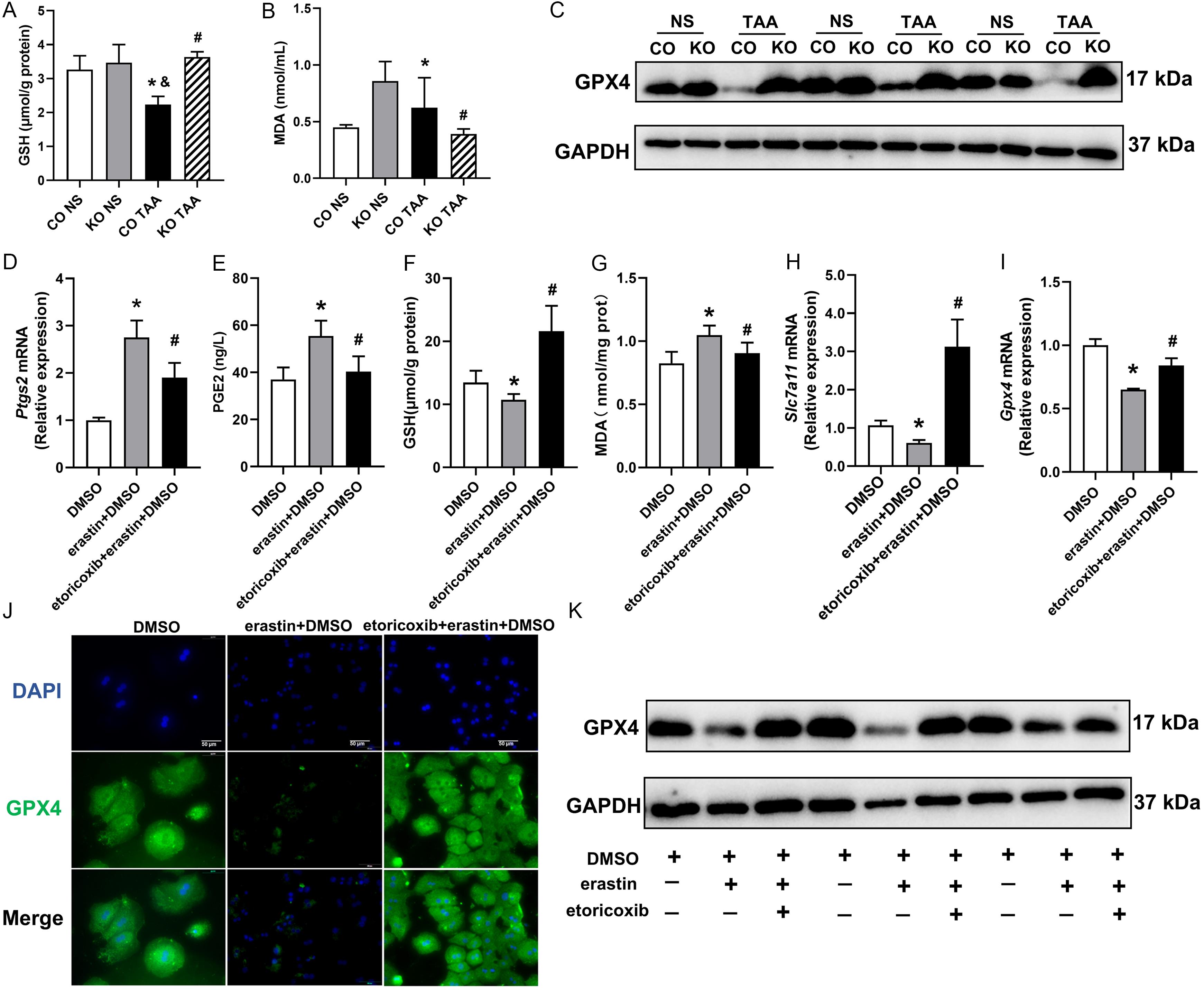 Oxidative stress in mouse livers and primary mouse hepatocytes.