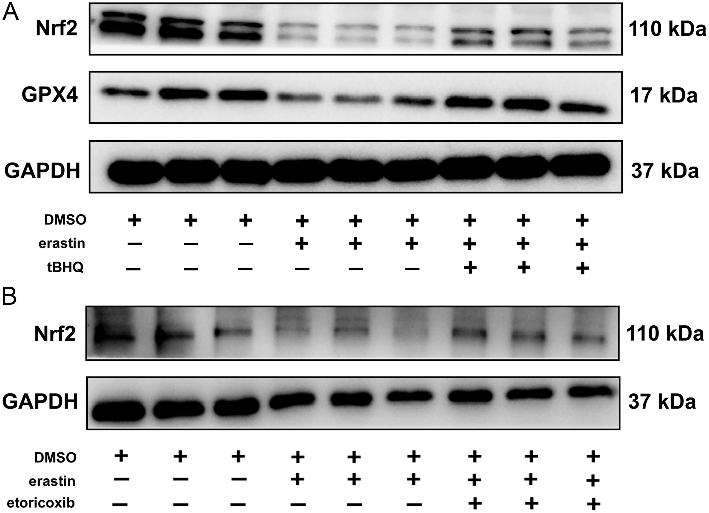 Nrf2 signaling pathway of primary mouse hepatocytes.