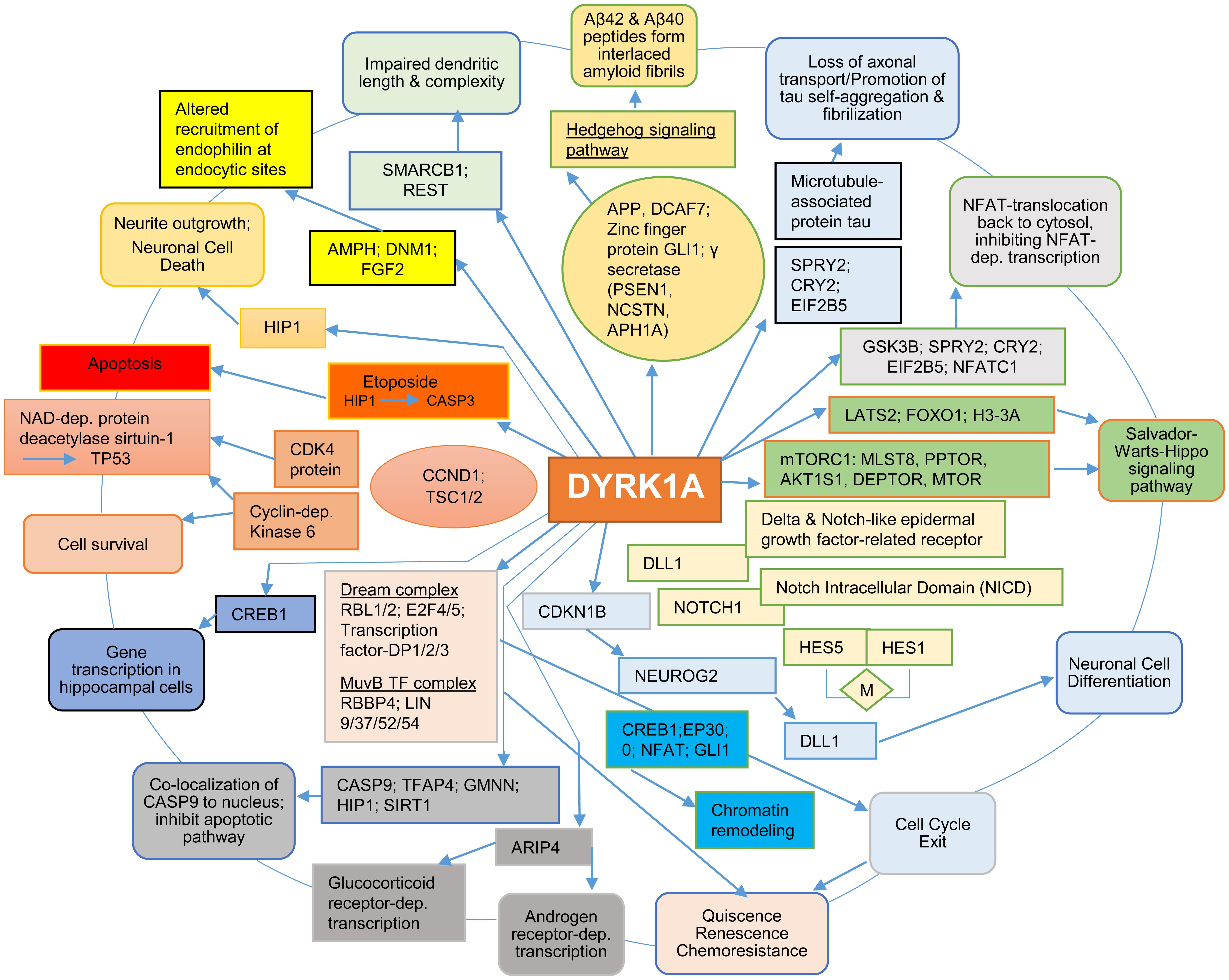 Interaction of DYRK1A with other genes in different signaling pathways and phosphorylation mechanisms.