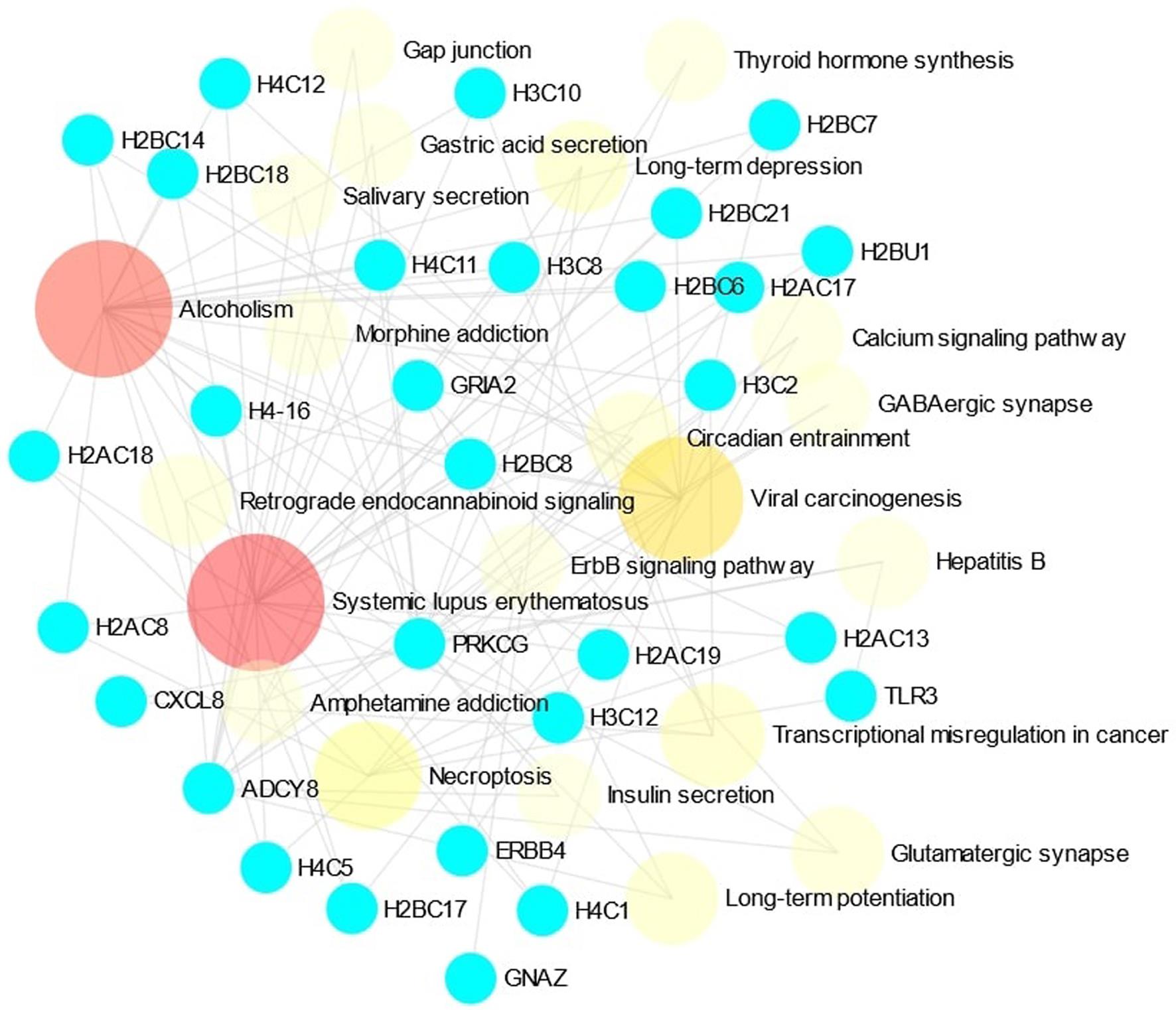 Functional enrichment analysis of predicted hub genes.