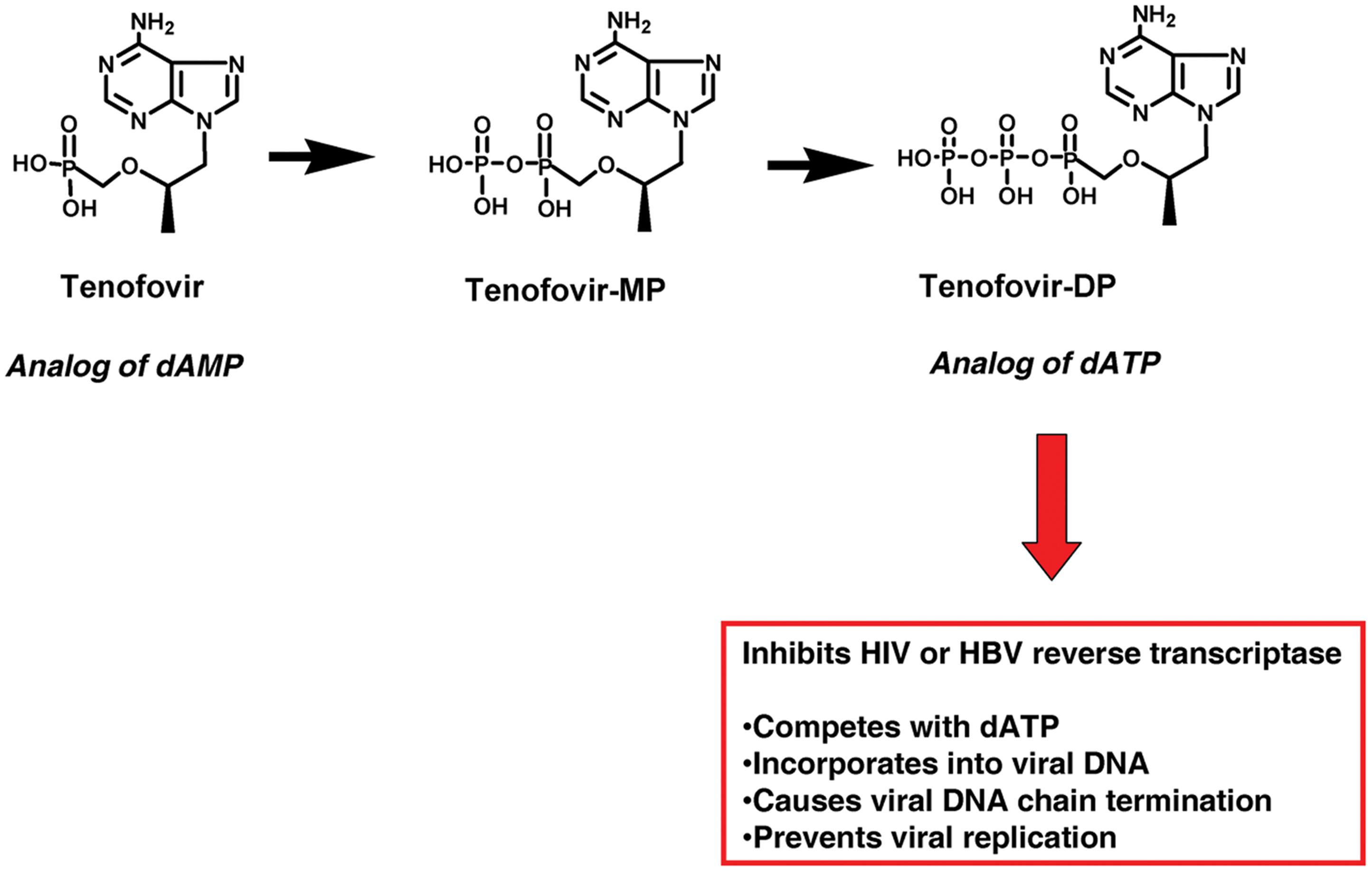 A scheme depicting intracellular activation, and the antiviral mechanism of action of tenofovir