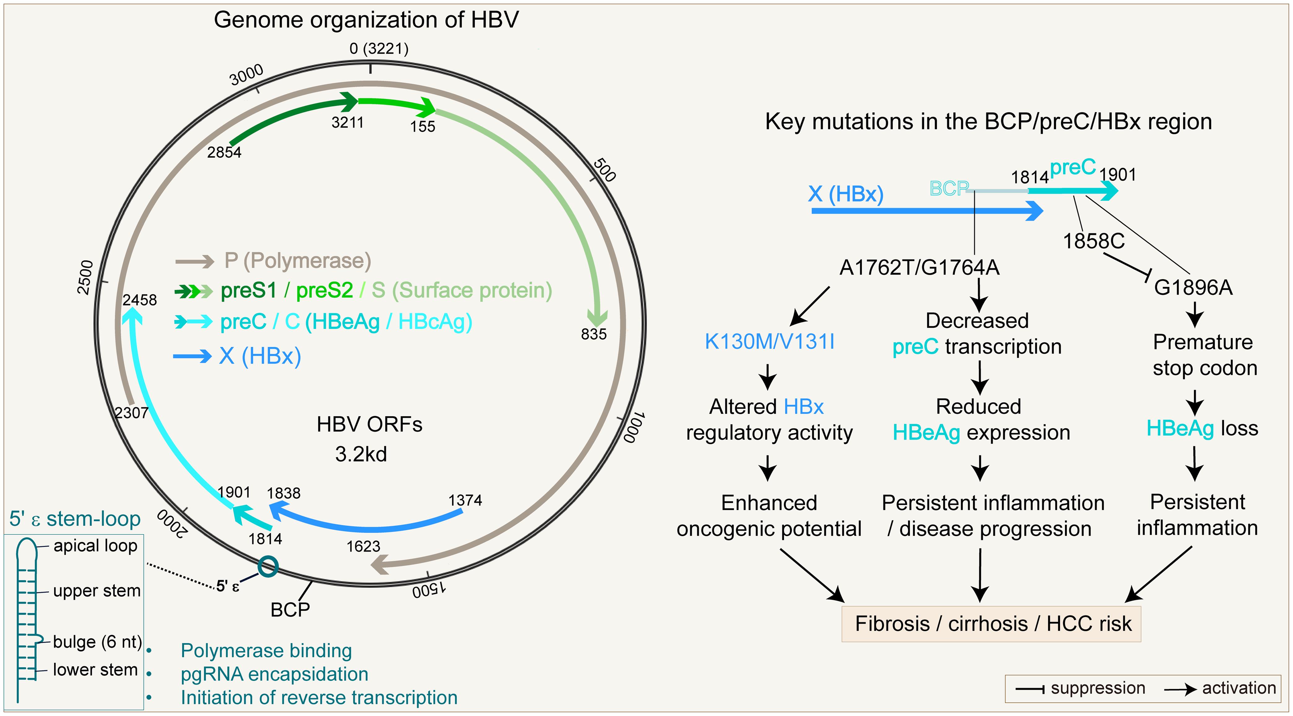 Genome organization of HBV genotype C and key mutations in the BCP/preC/HBx regions associated with its high-risk phenotype.
