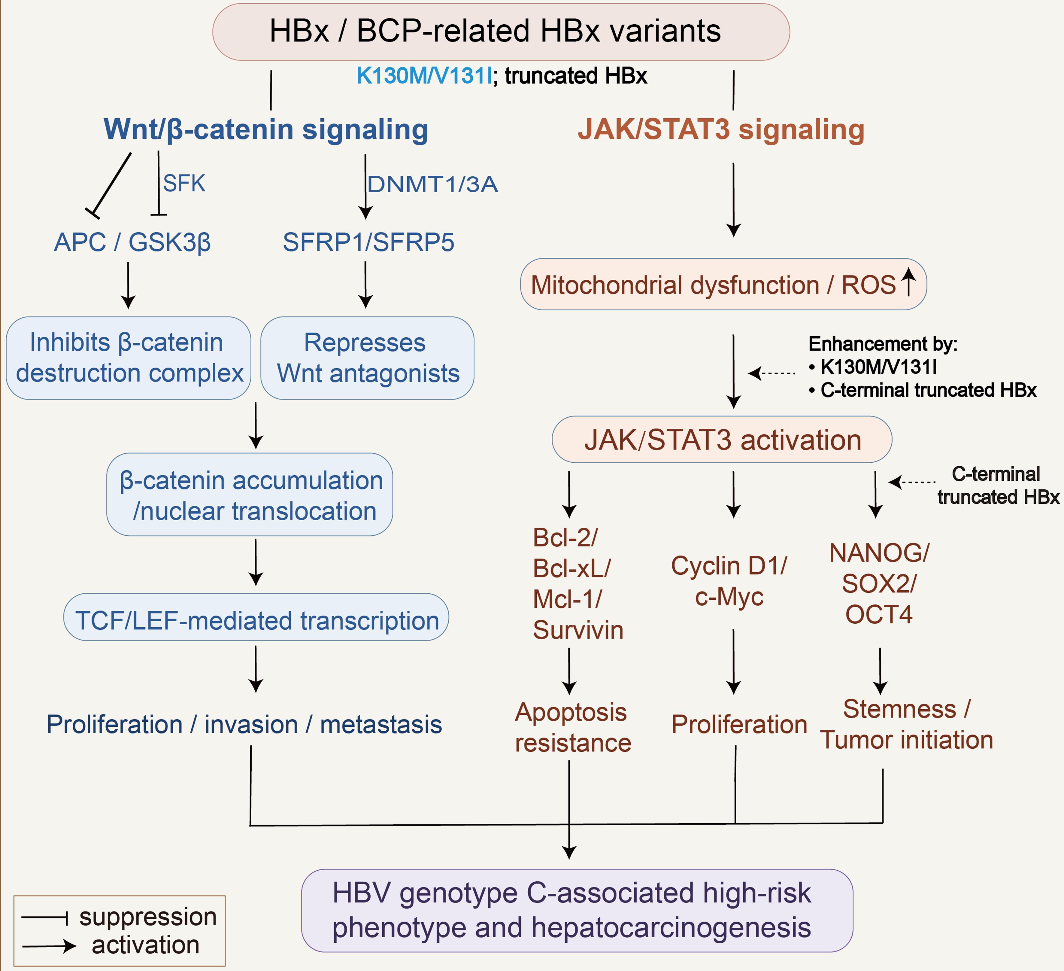 HBx/BCP-related HBx variants and oncogenic signaling in HBV genotype C-associated hepatocarcinogenesis.