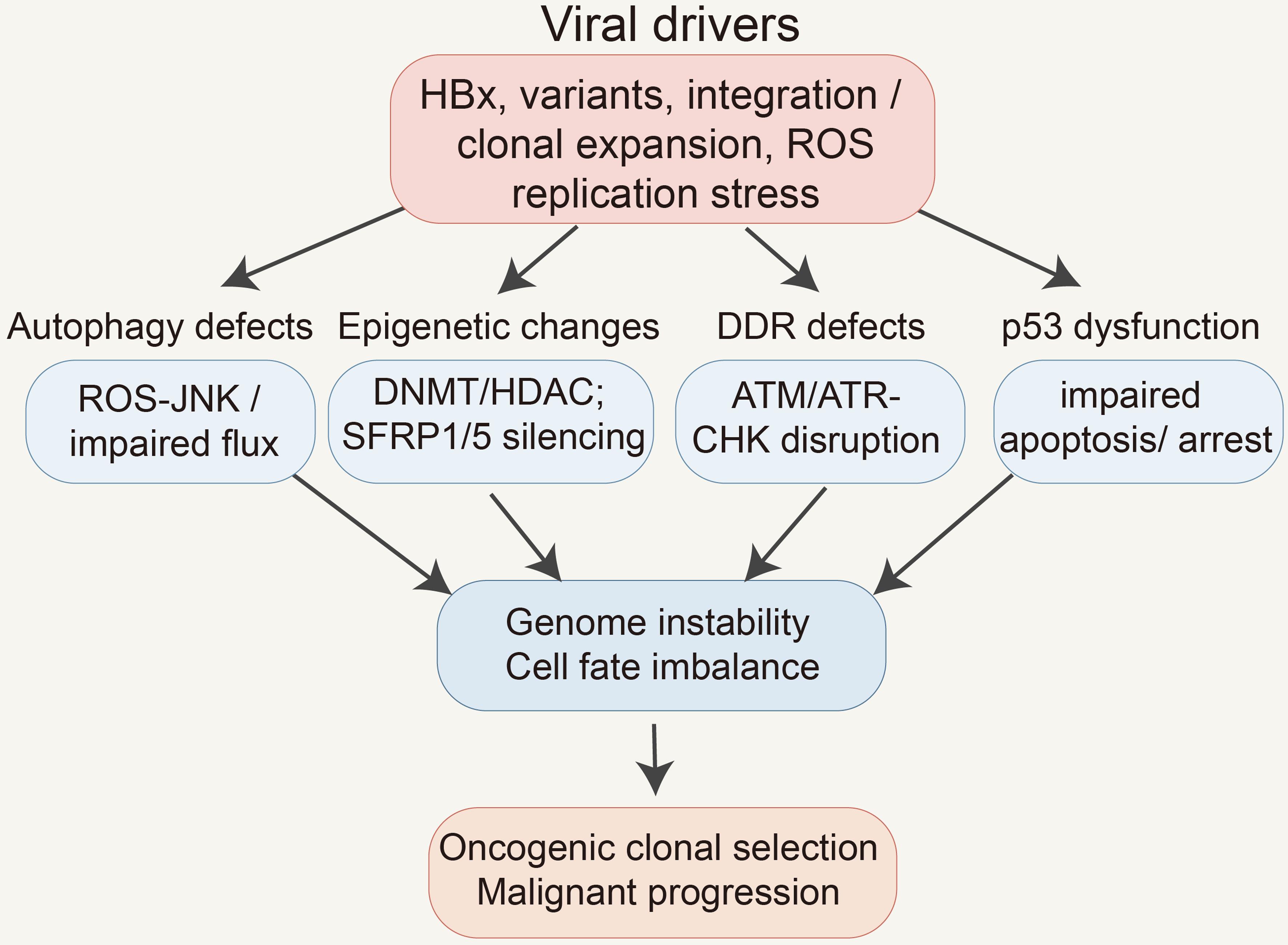 HBV-related regulatory imbalance promoting malignant progression.