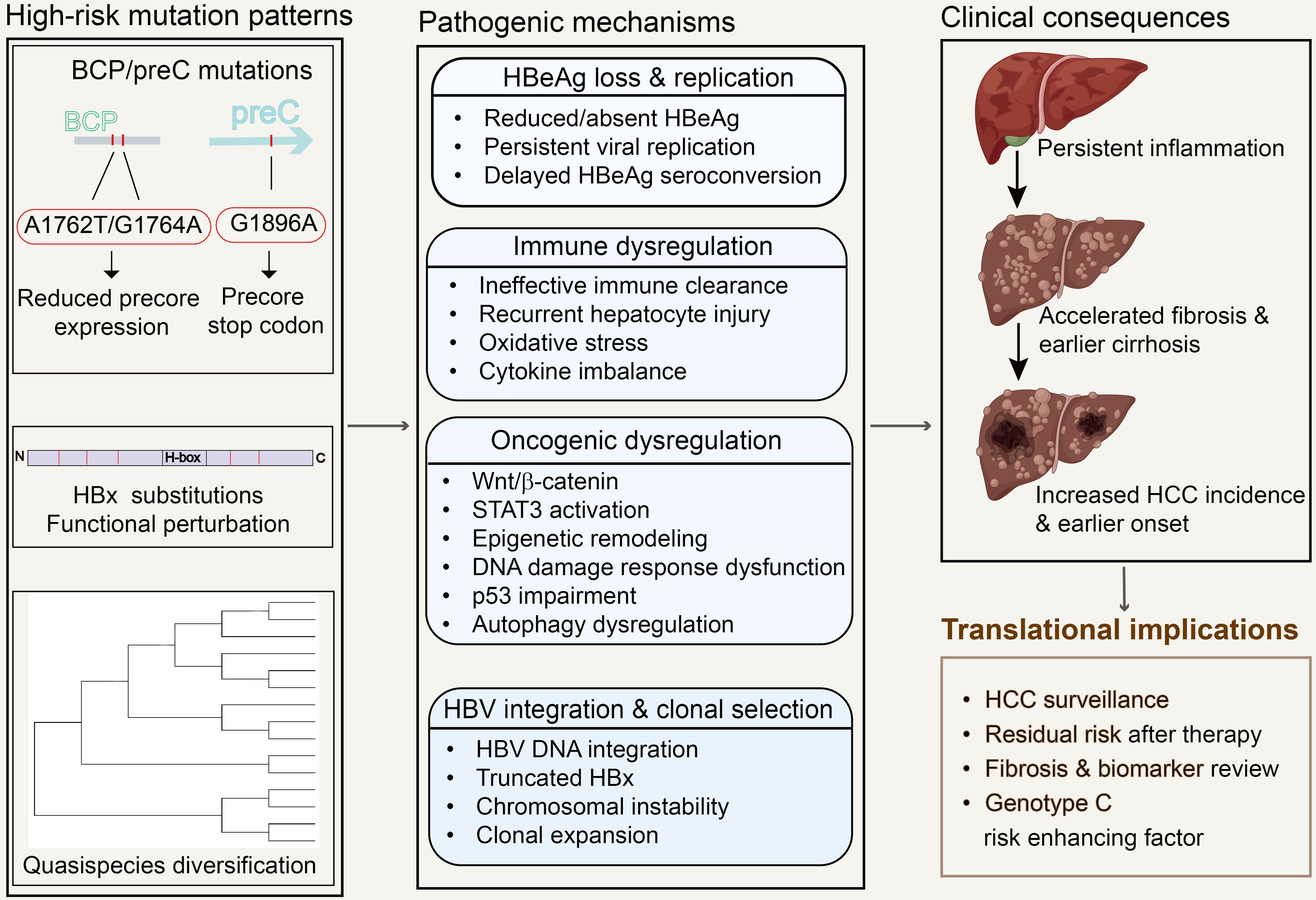 Molecular basis and translational implications of the high-risk clinical phenotype of HBV genotype C.