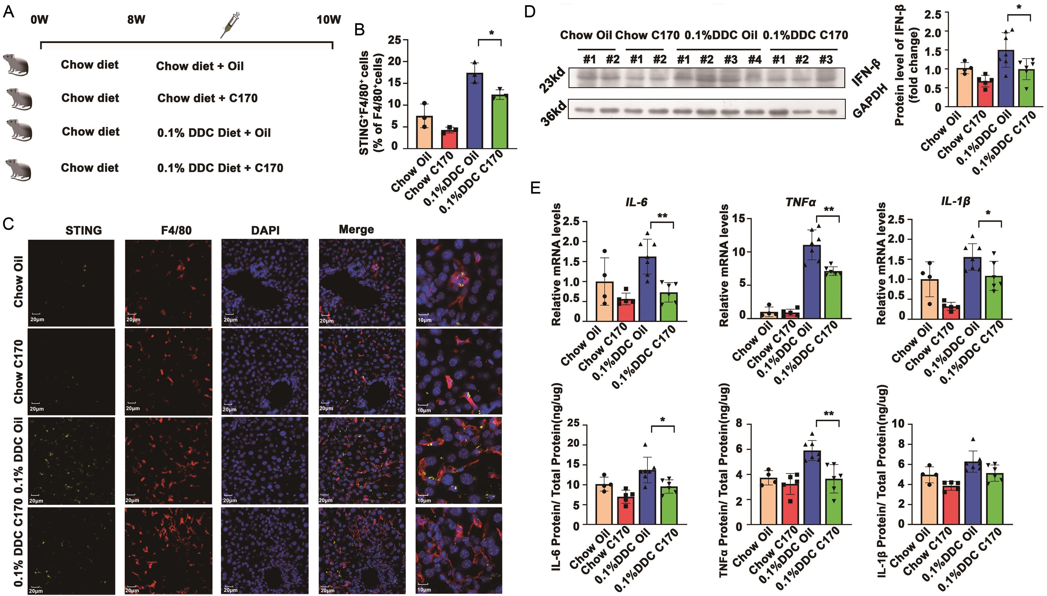 STING signaling pathway is activated in 0.1% DDC cholestasis mice.