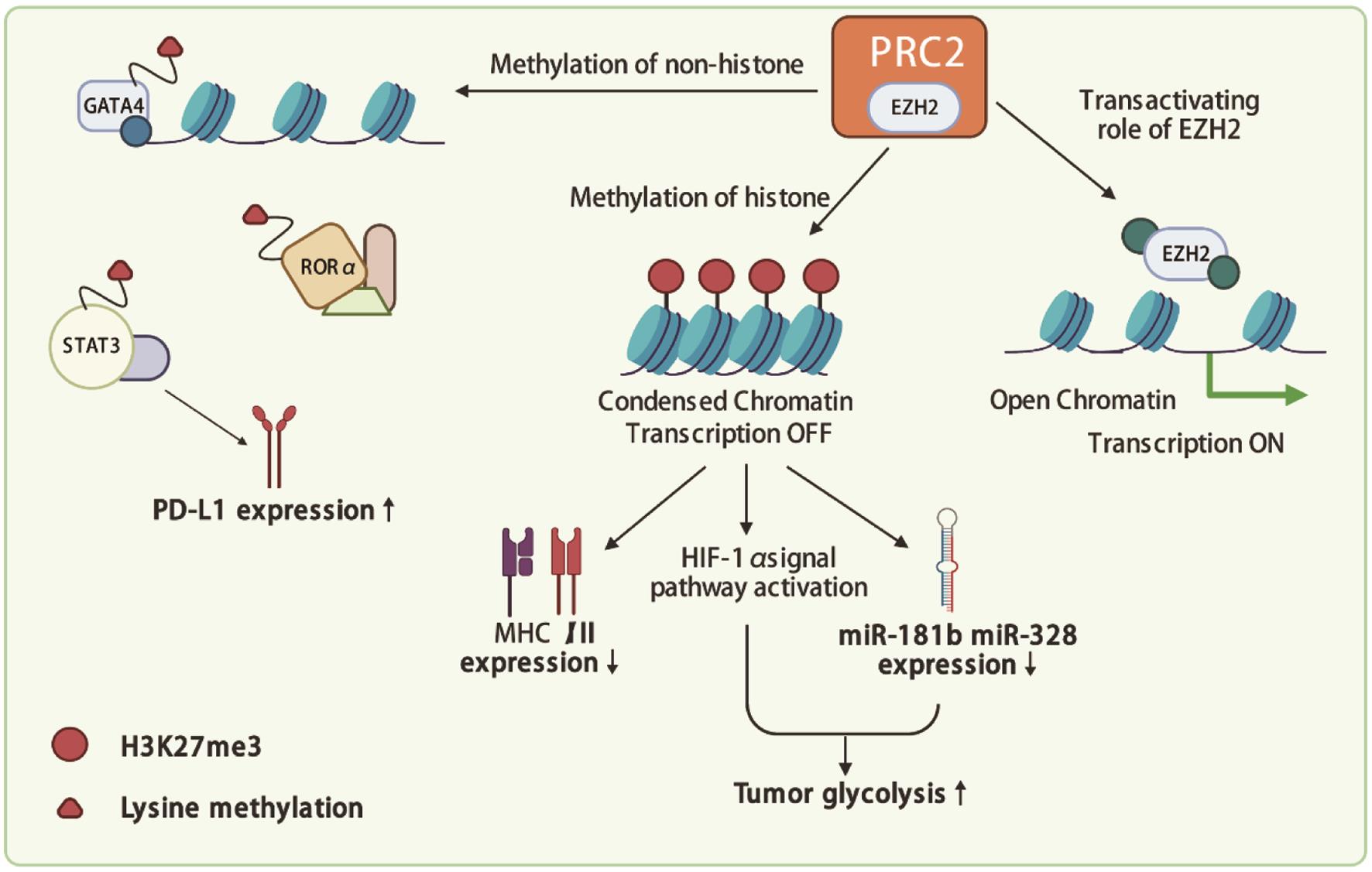 Action mode of EZH2 and its effect on tumor cells.