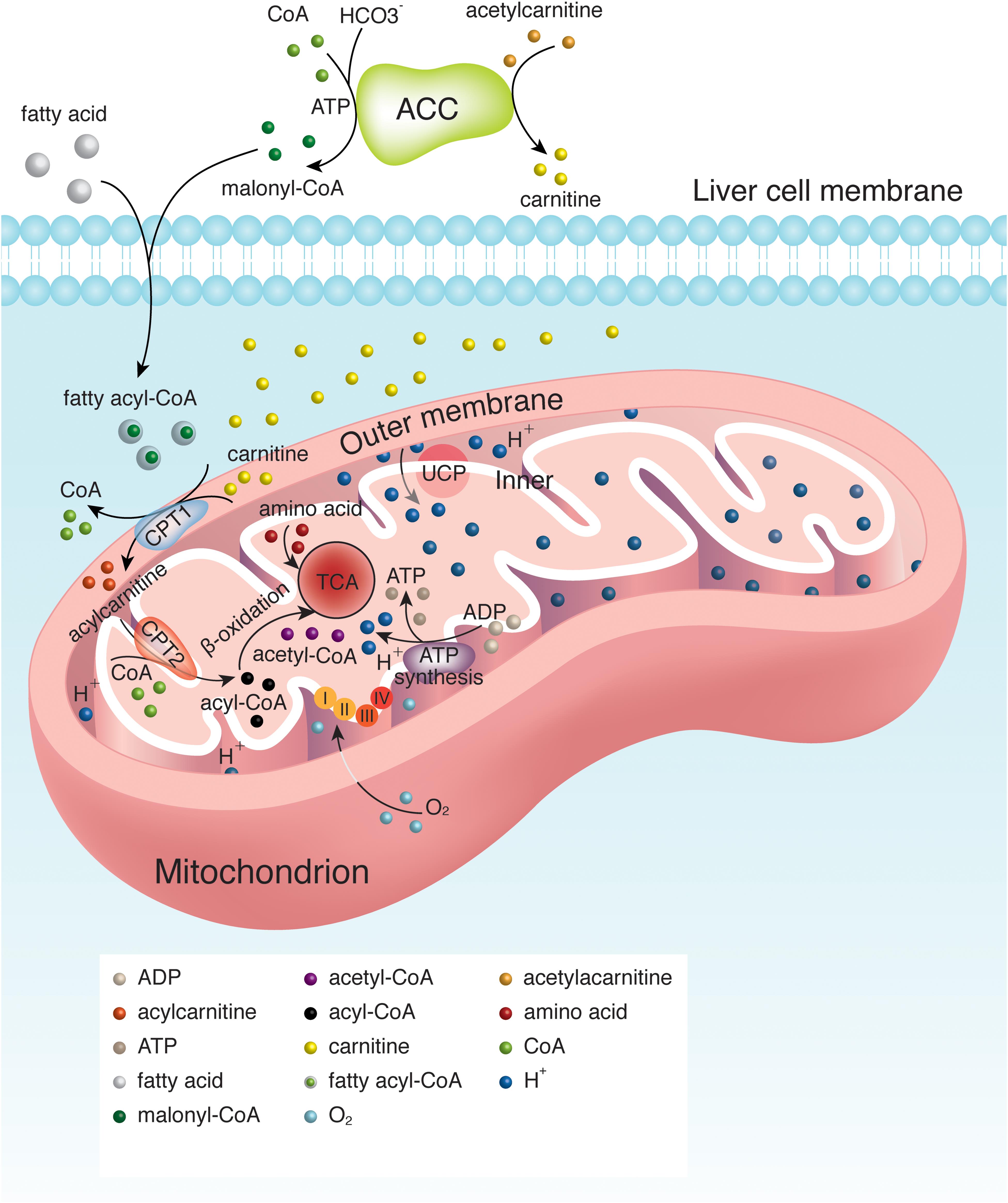 Abnormality of fatty acid oxidation in mitochondria.