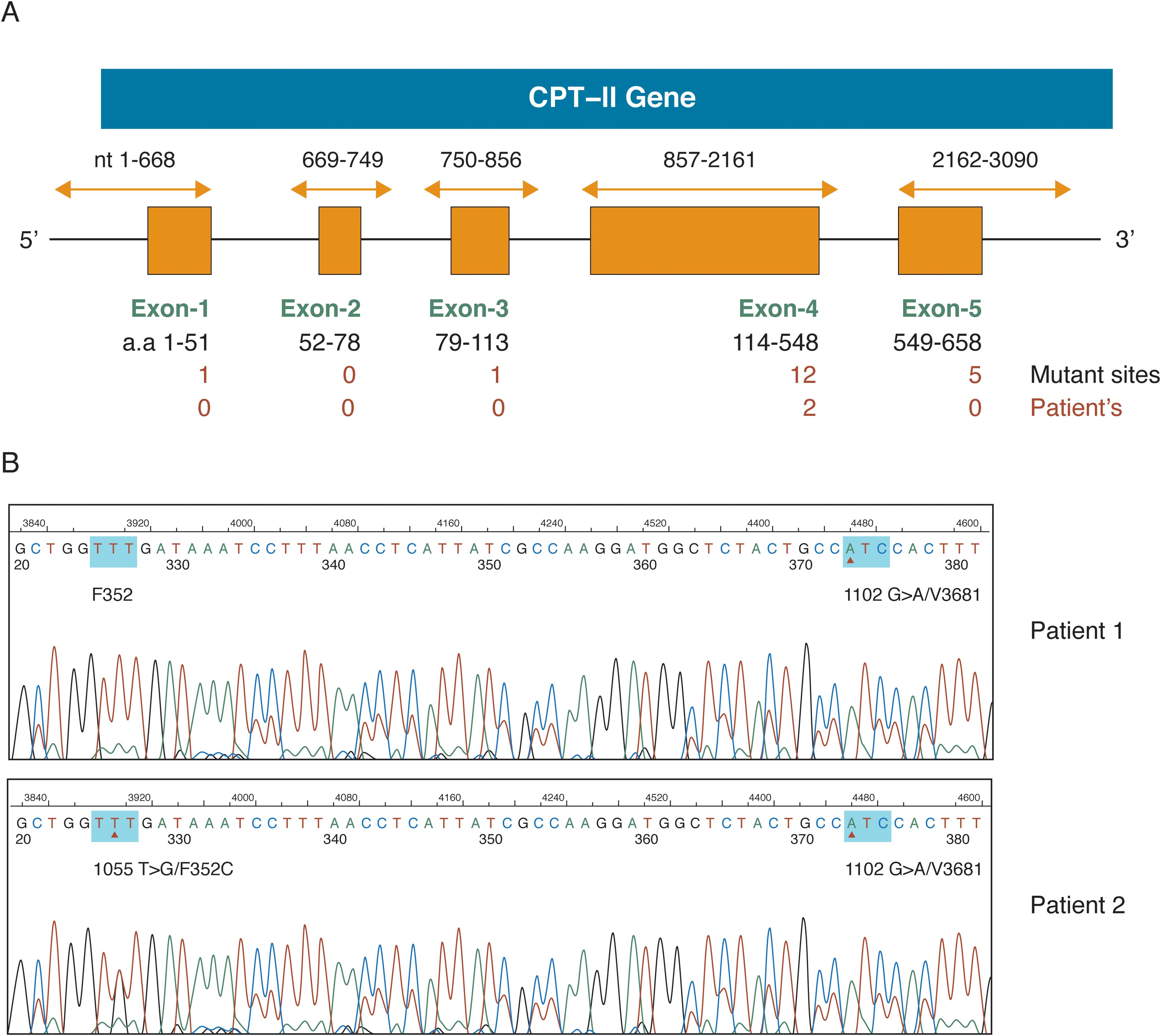 CPT-II gene mutation and hepatic lipid accumulation