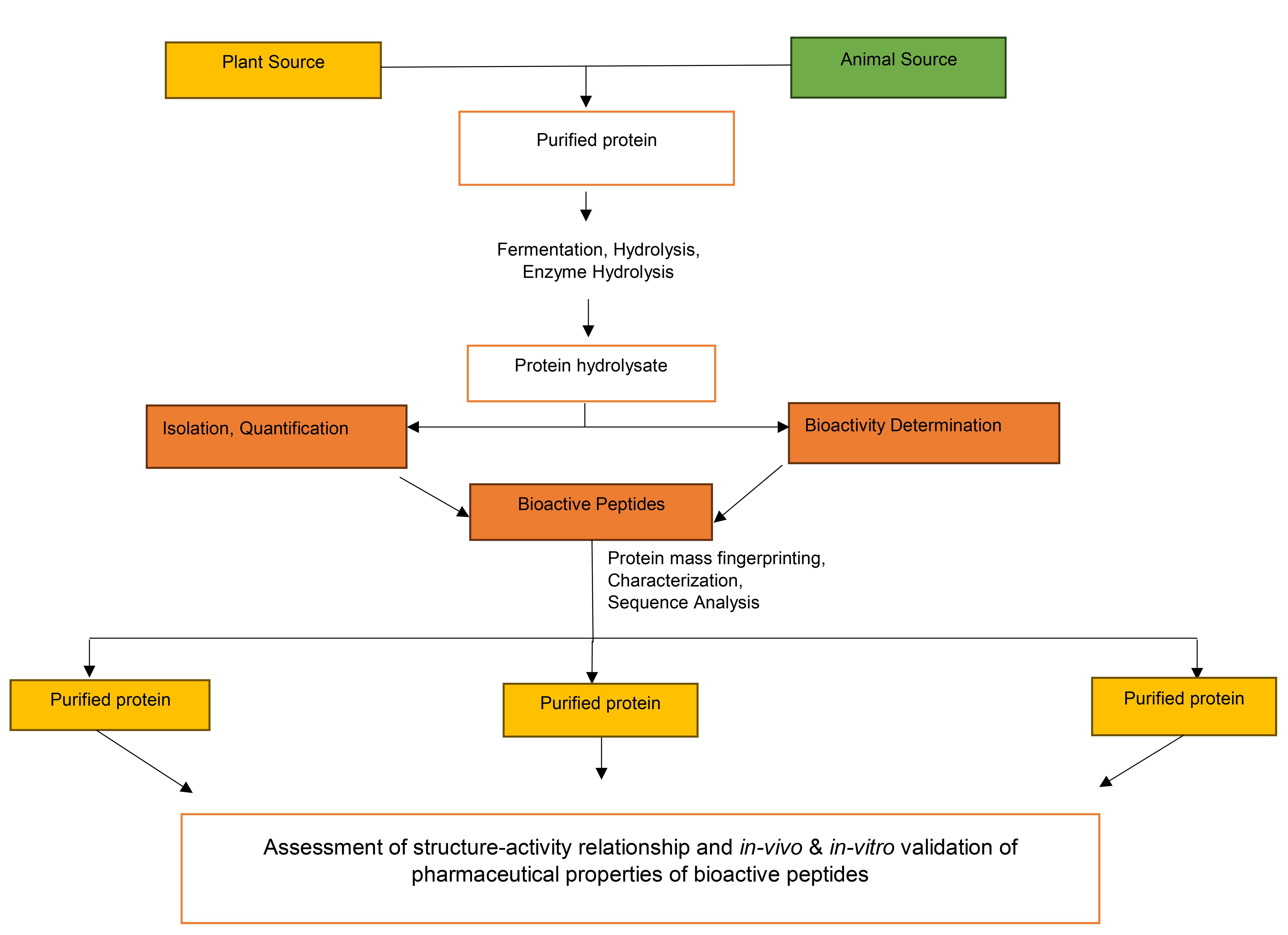 Workflow for the isolation, characterization, and validation of bioactive peptides.