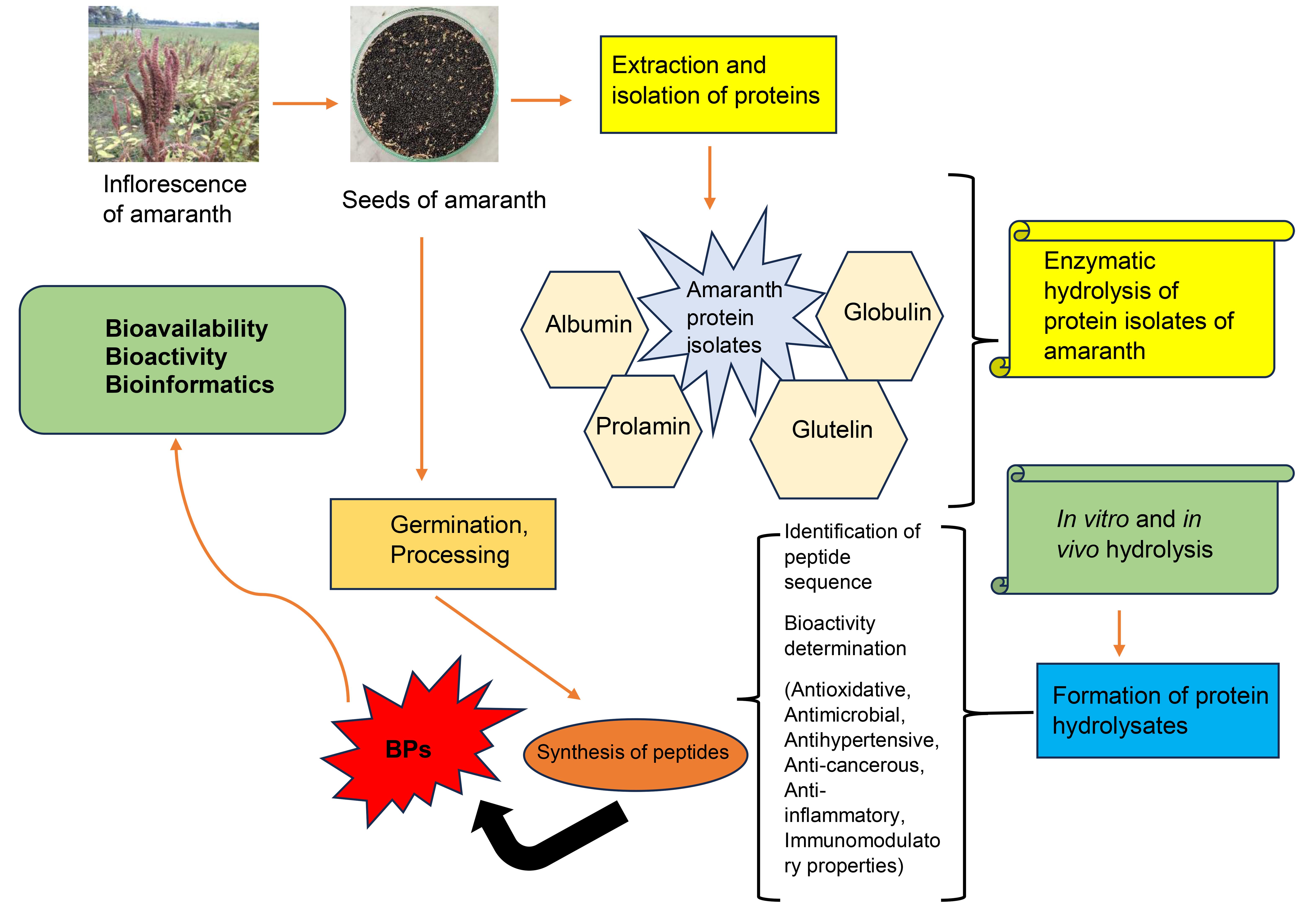 Production and characterization of bioactive peptides from amaranth seeds.