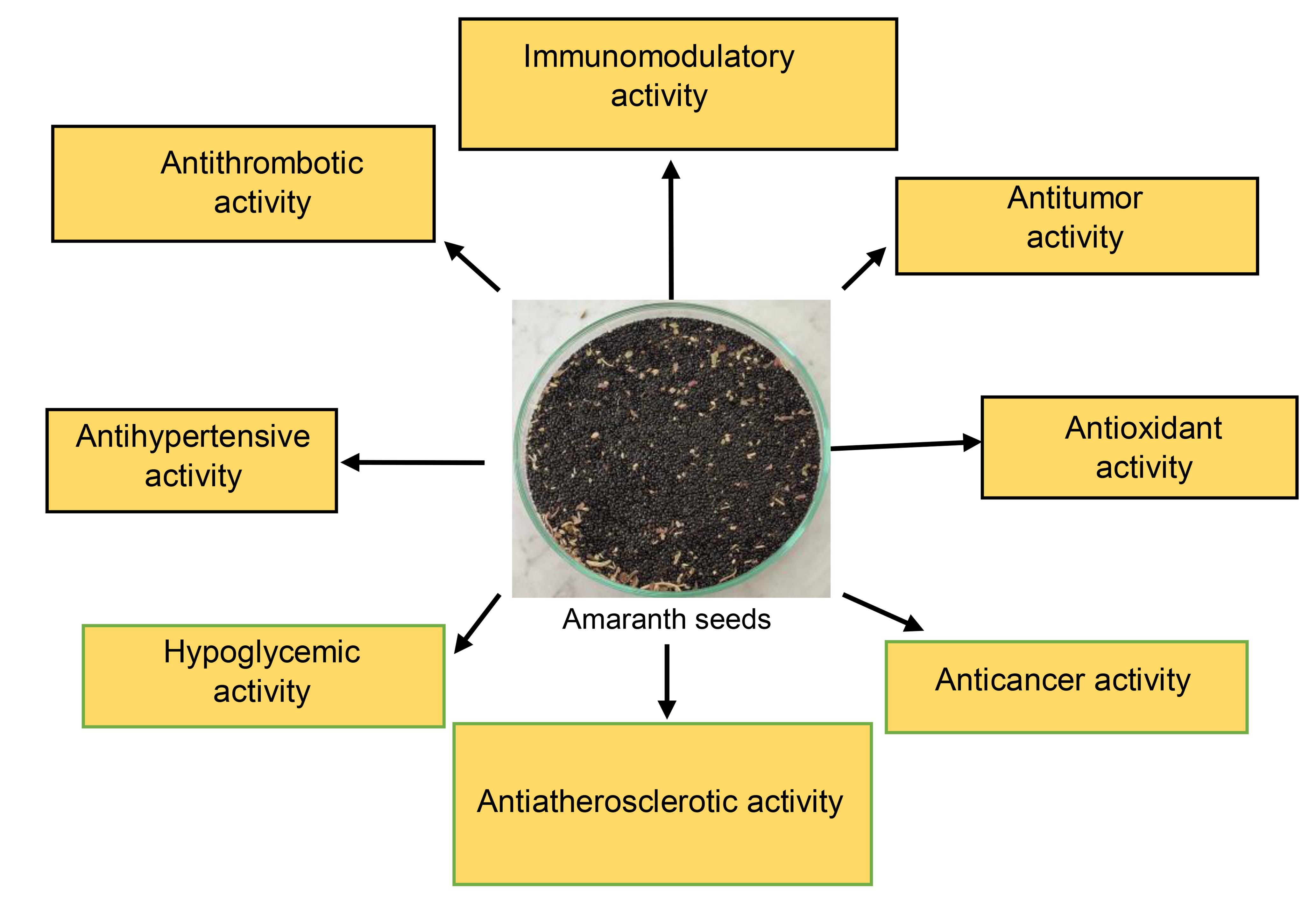 Reported pharmacological activities of bioactive peptides derived from amaranth seeds.