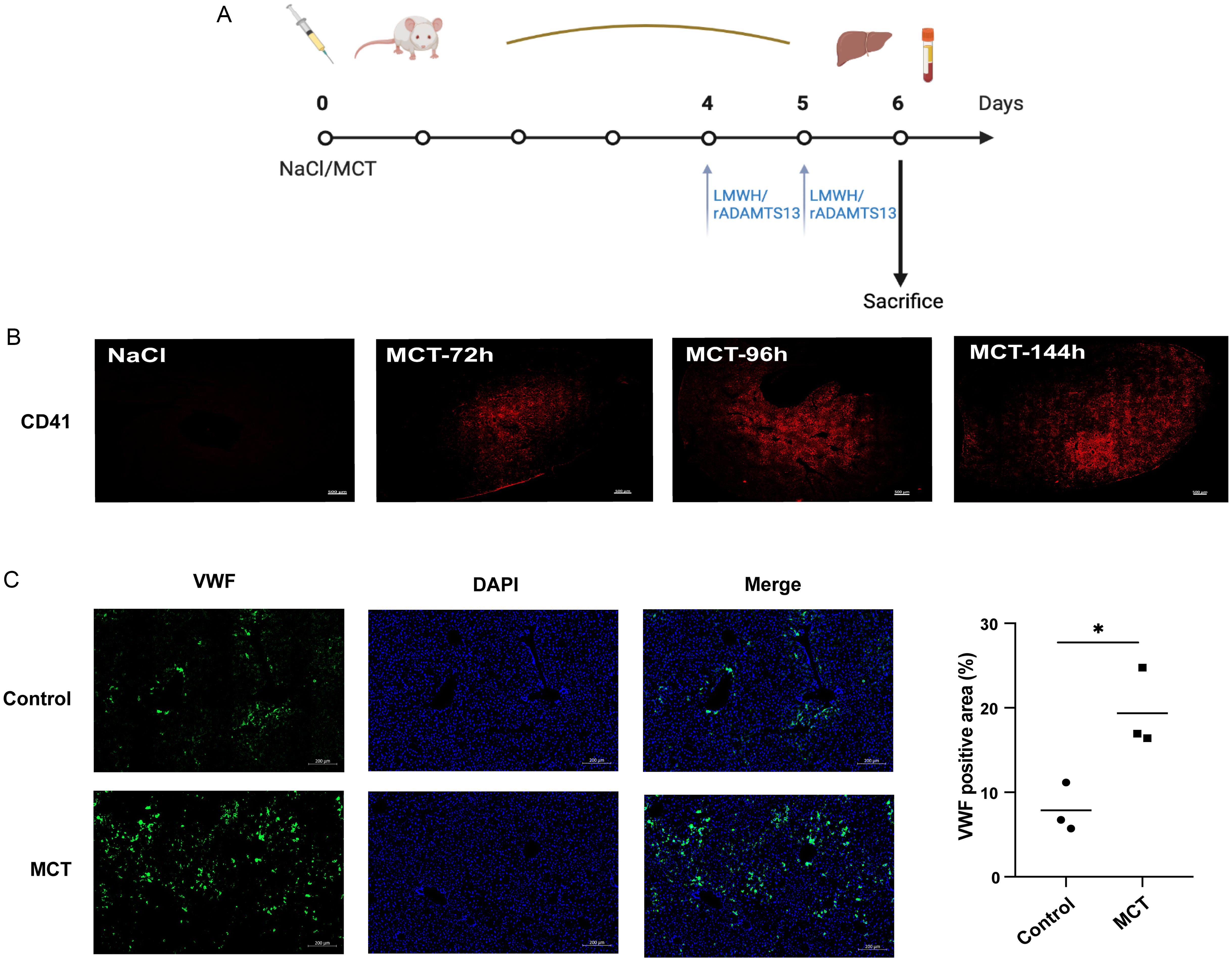 Hepatic platelet accumulation and VWF distribution in PA-ILI mice.