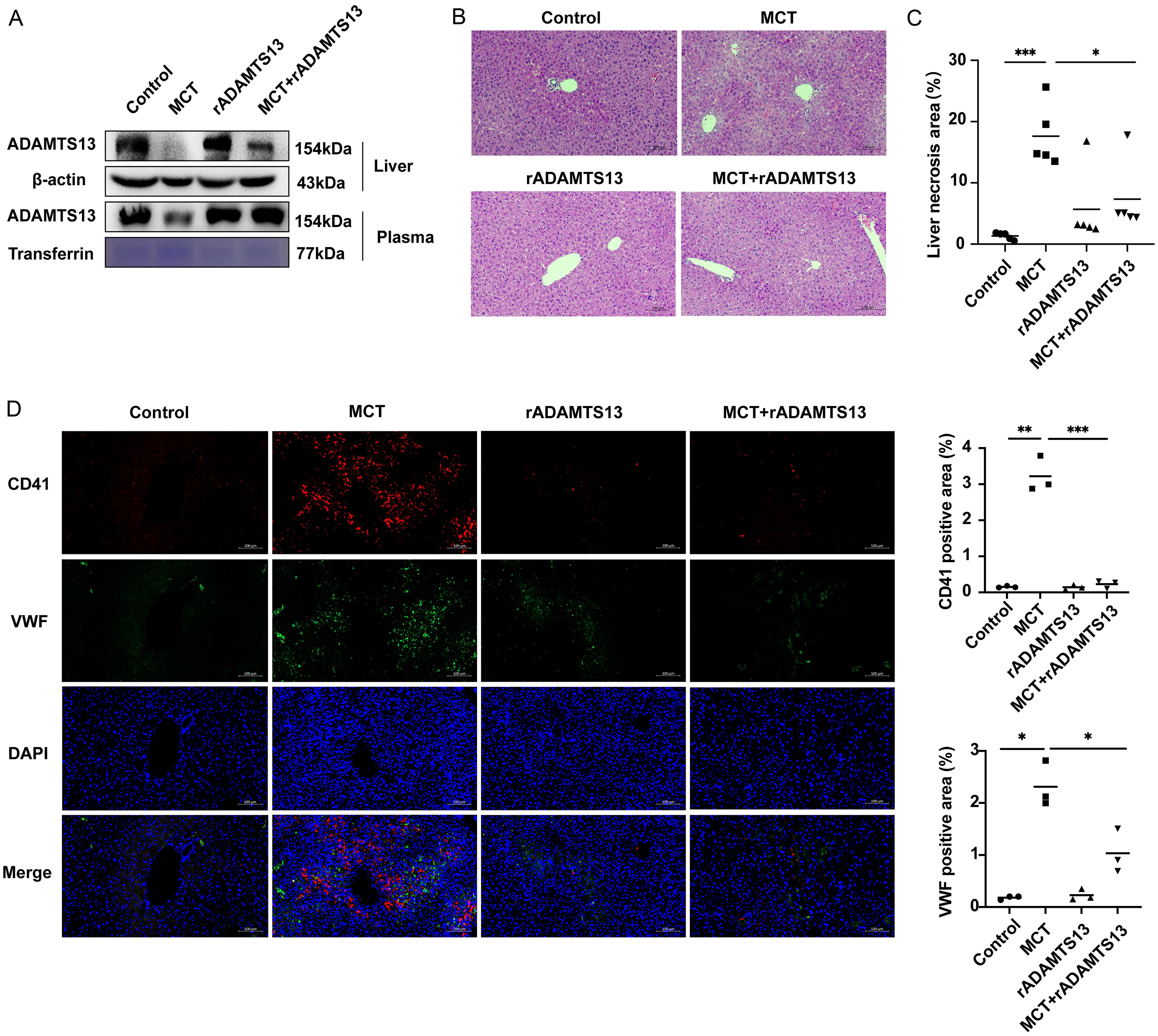 ADAMTS13 treatment alleviates hepatic platelet accumulation.