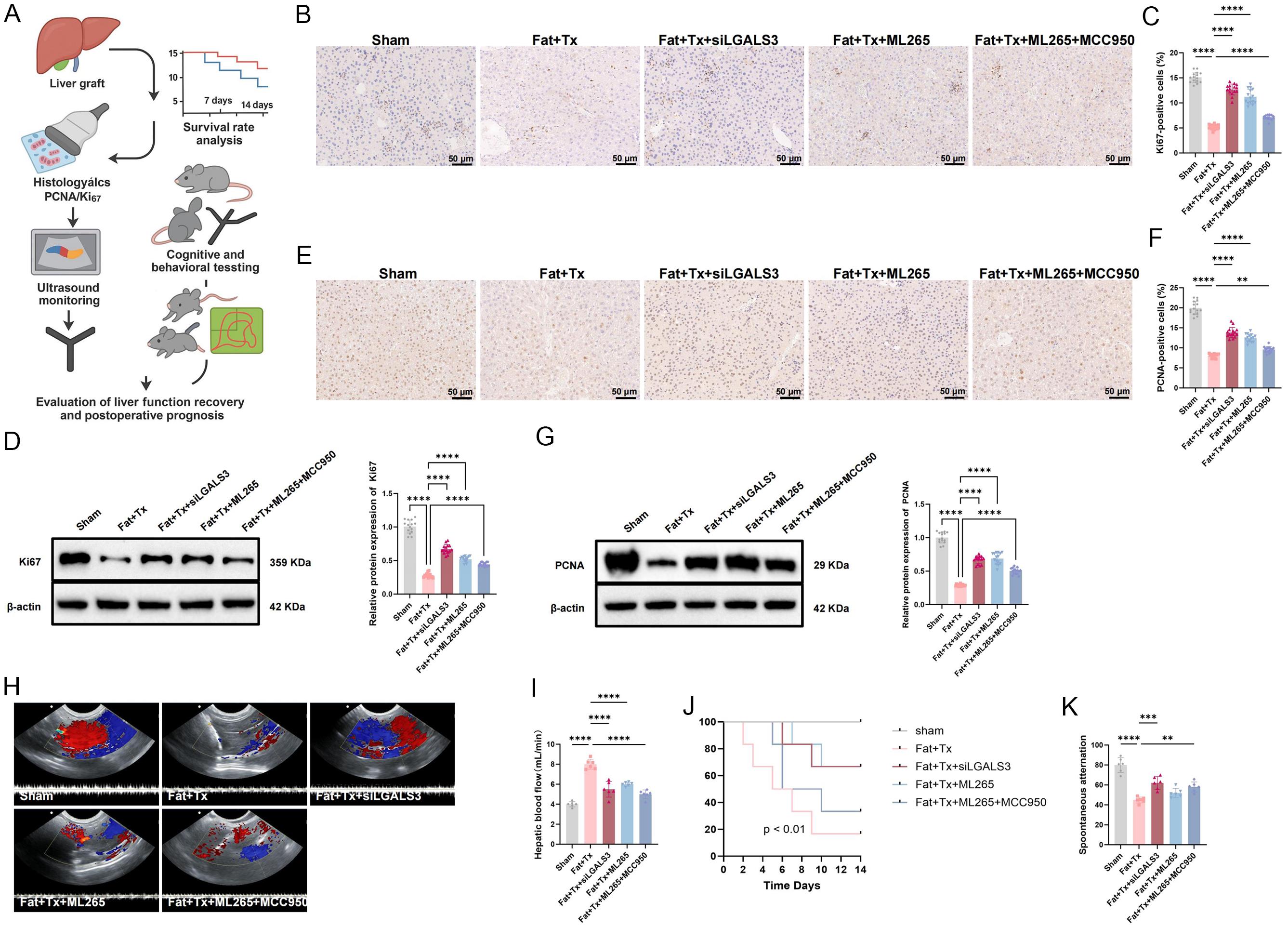 Assessment of liver regeneration, hemodynamic parameters, and survival after transplantation.