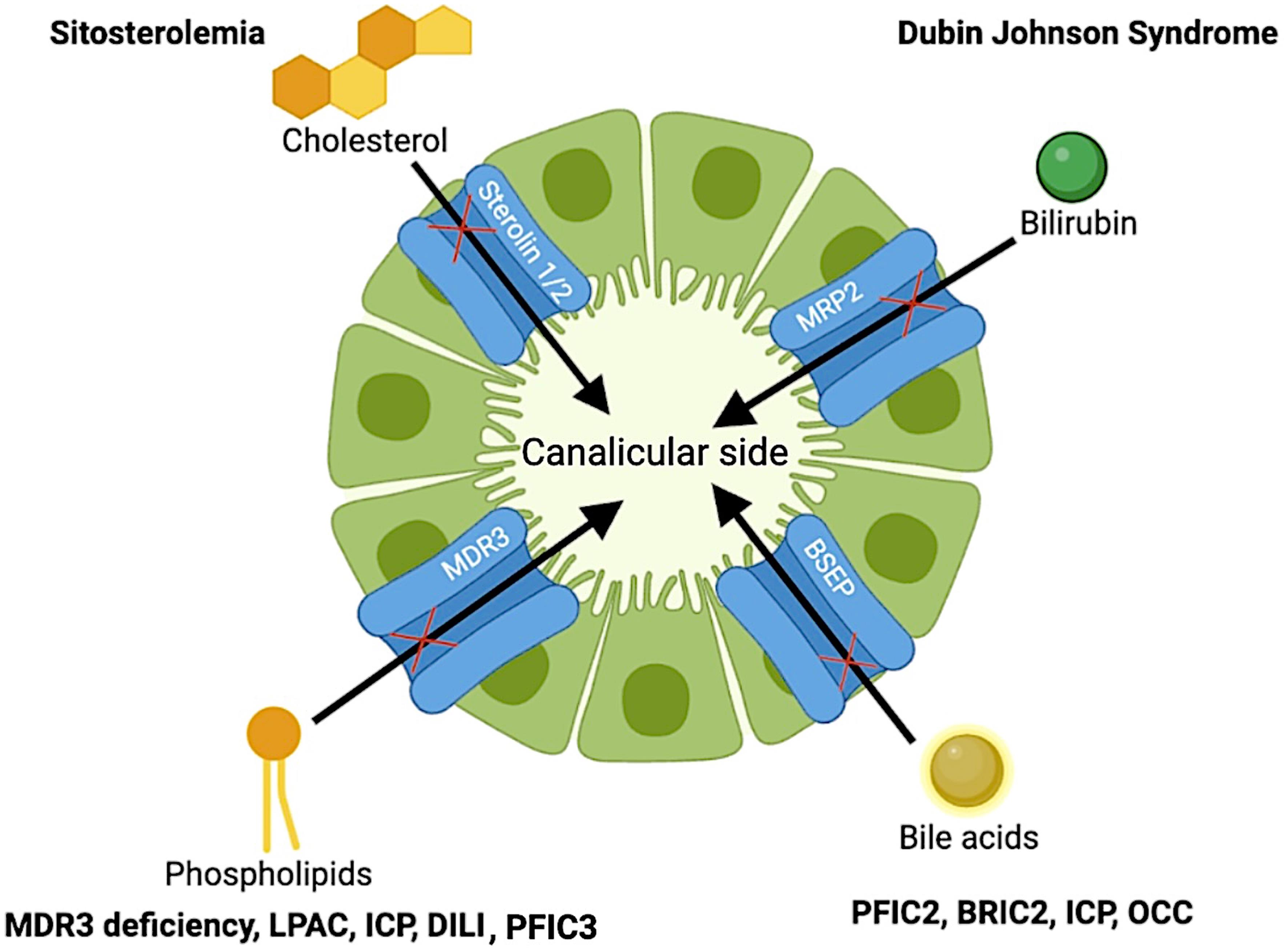 A diagram showing ABC transporters, their substrates, and the associated diseases that result from mutations in specific ABC transporters.