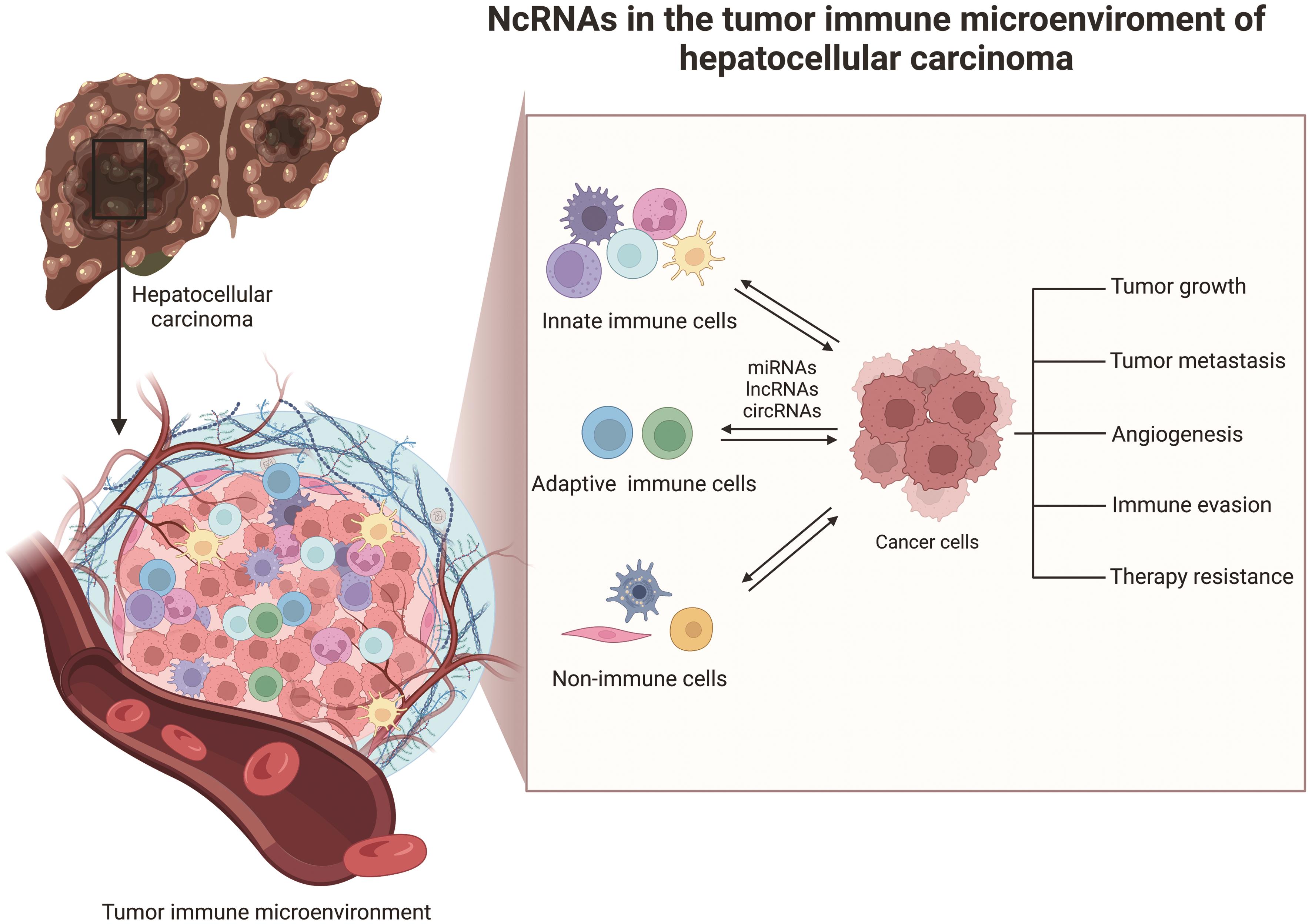 Role Of Noncoding RNAs In The Tumor Immune Microenvironment Of ...