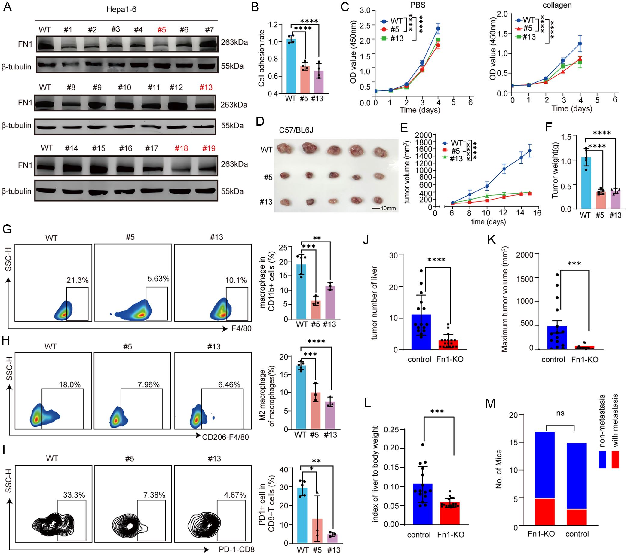 Assessment of primary tumor formation and lung metastasis following FN1 knockout in hepatocellular carcinoma.