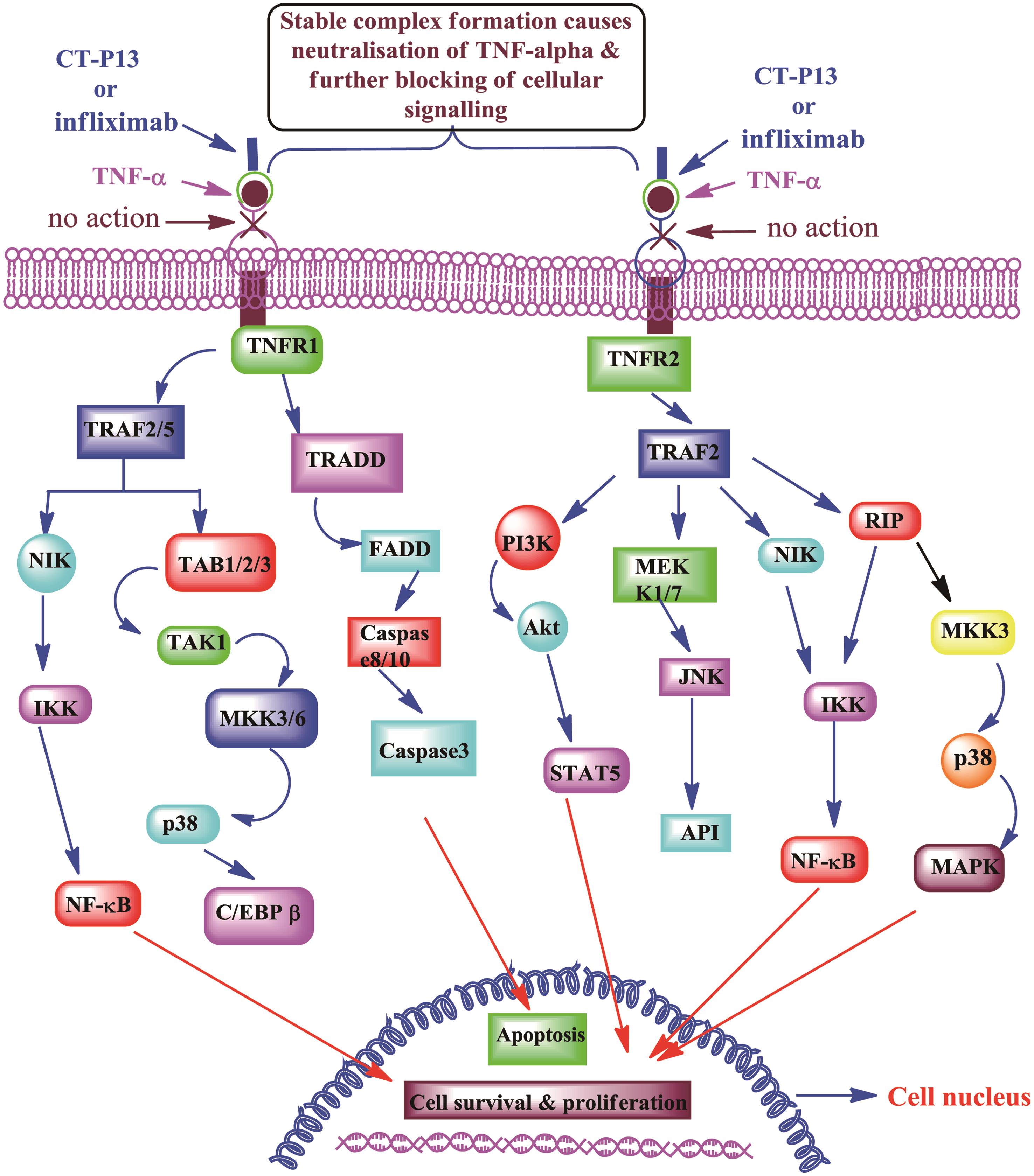Molecular mechanism of action of infliximab and infliximab biosimilar (CT-P13).