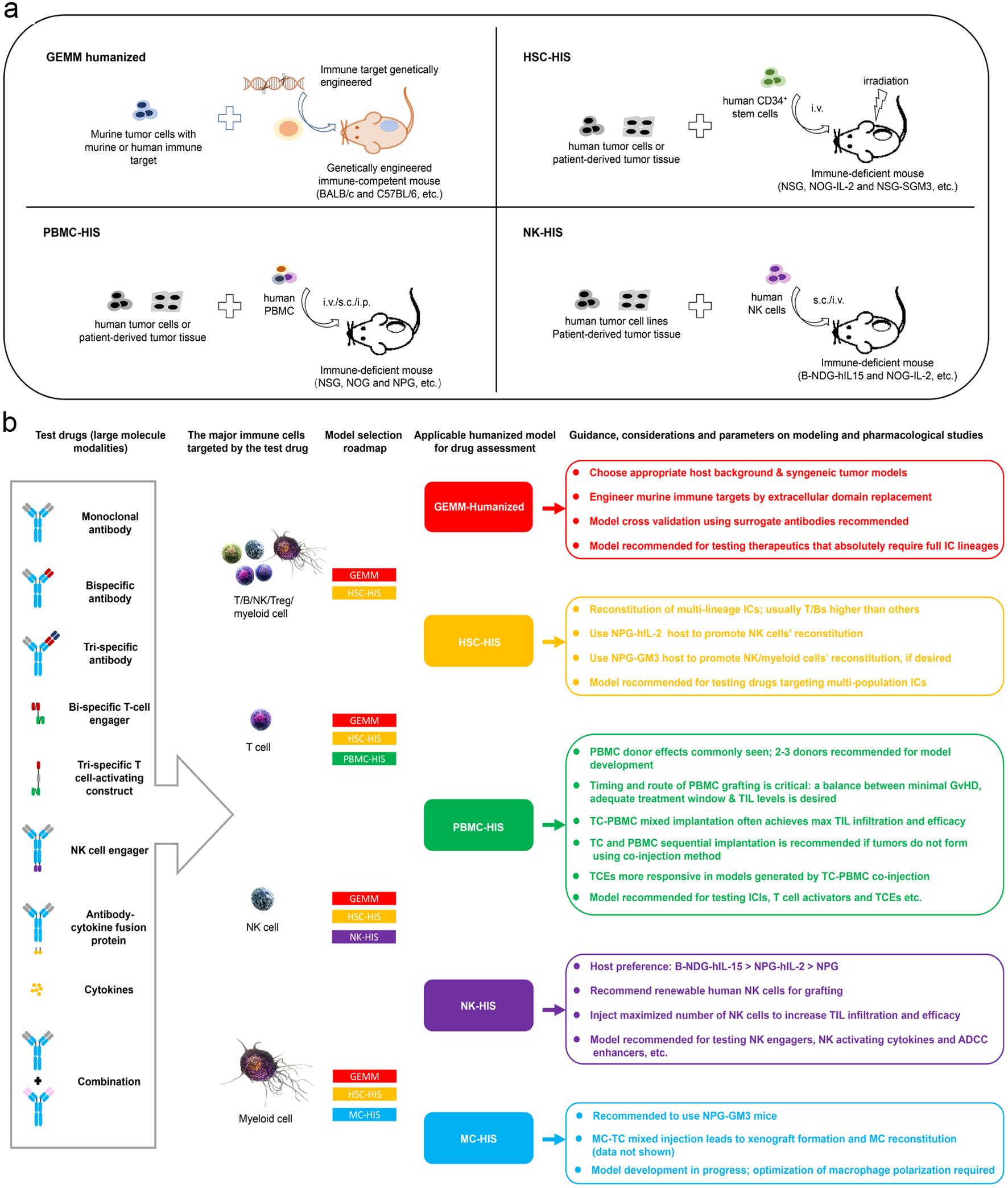 Schematic representation of strategies for developing humanized immune system (HIS) models, along with recommended guidance on model selection, application, and key parameters for testing various large-molecule therapeutics in immuno-oncology.