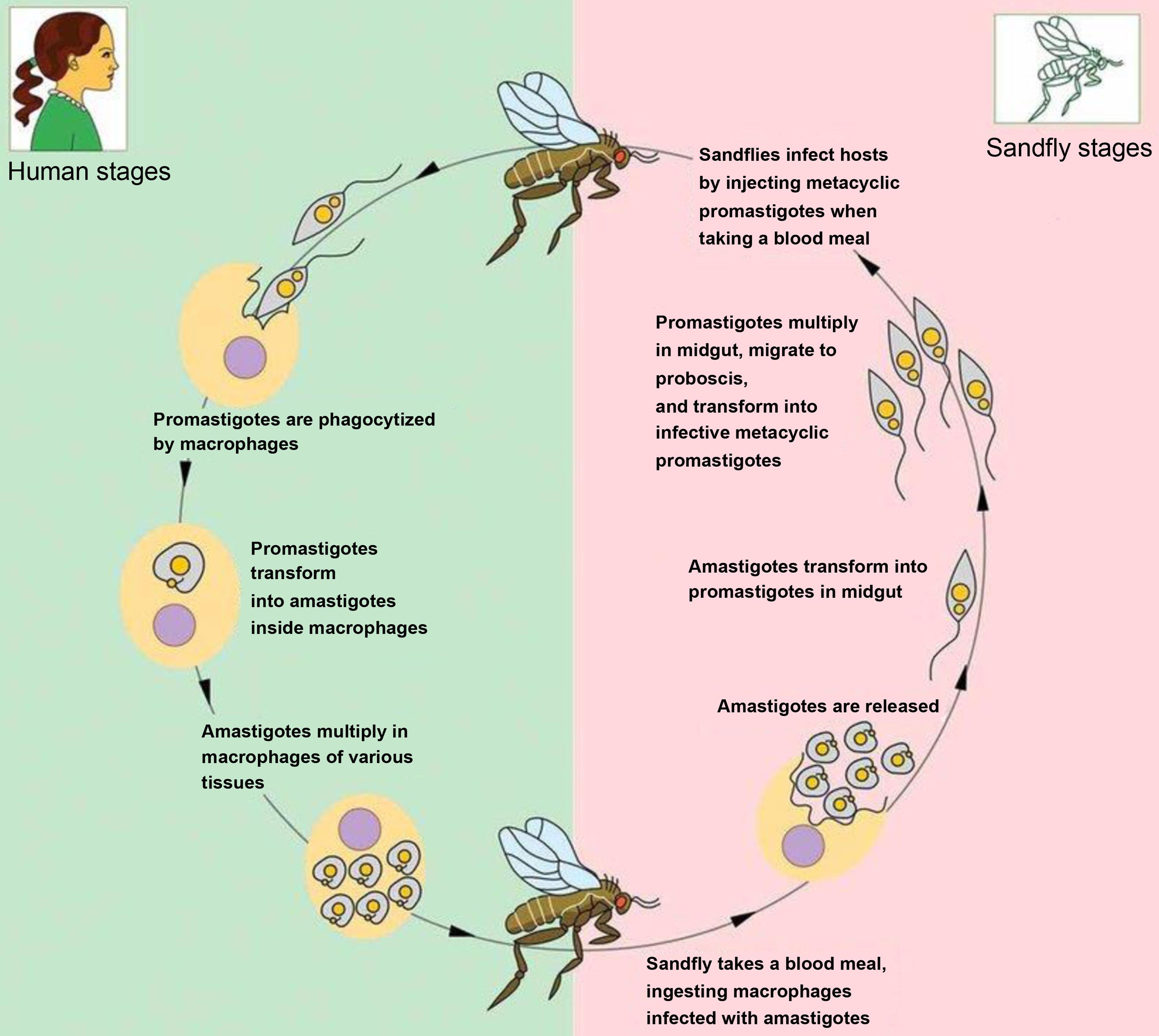 <italic>Leishmania</italic> life cycle: When sandflies bite a mammalian host, the parasite <italic>Leishmania</italic> is transmitted.