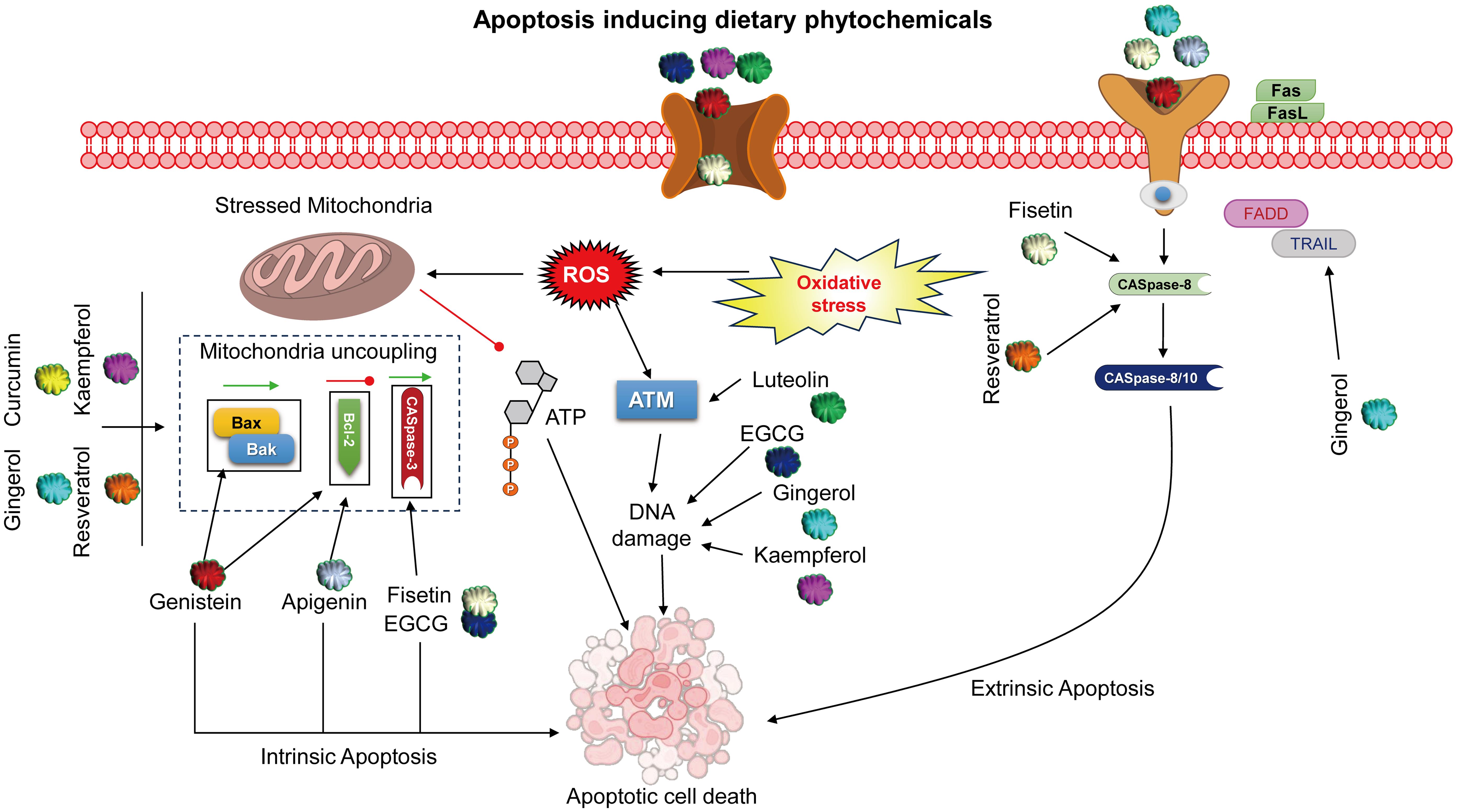 Dietary phytochemicals inducing apoptosis mechanism.