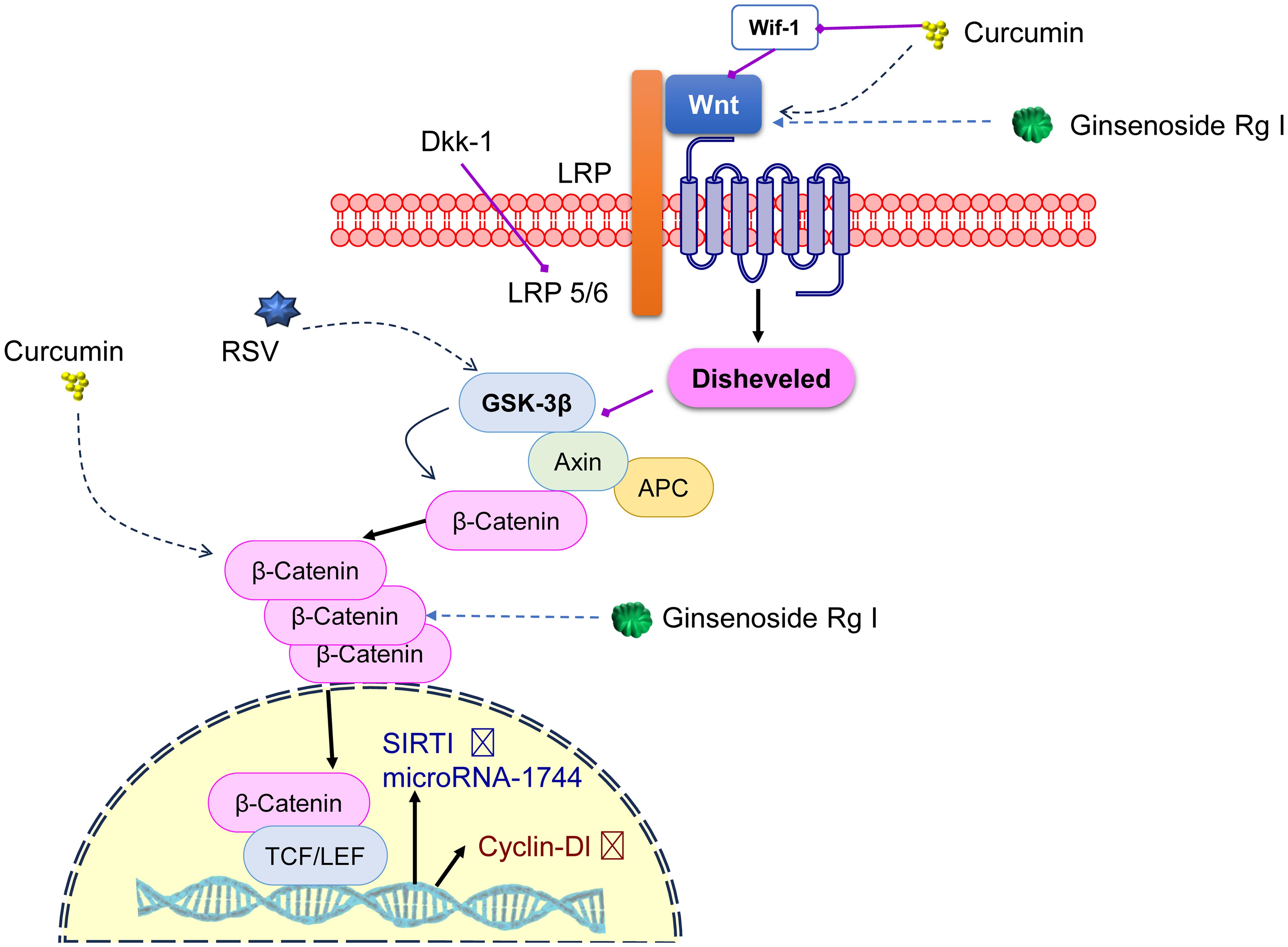 Role of the Wnt pathway in cellular processes and influence of dietary phytoconstituents.