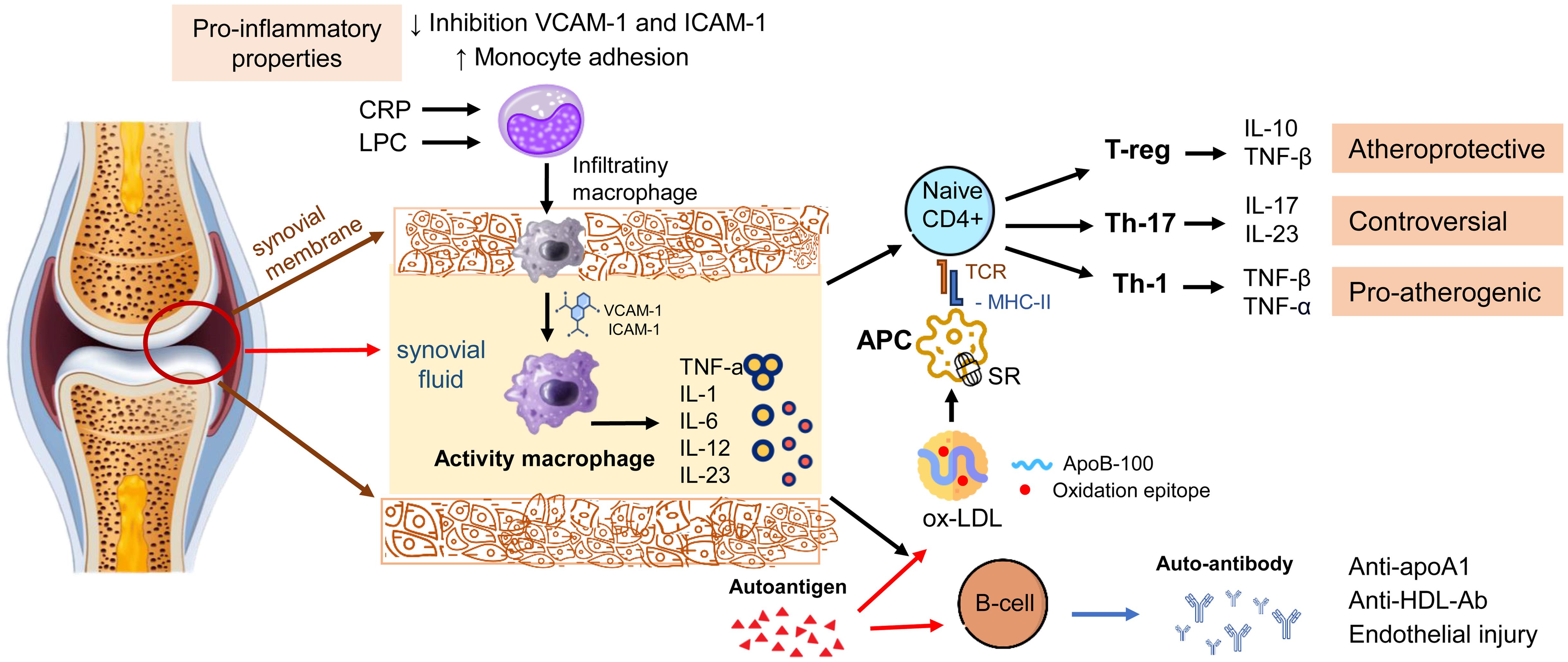 The influence of pro-inflammatory cytokines on lipid metabolism and the pro-atherogenic potential of immune cells in RA.