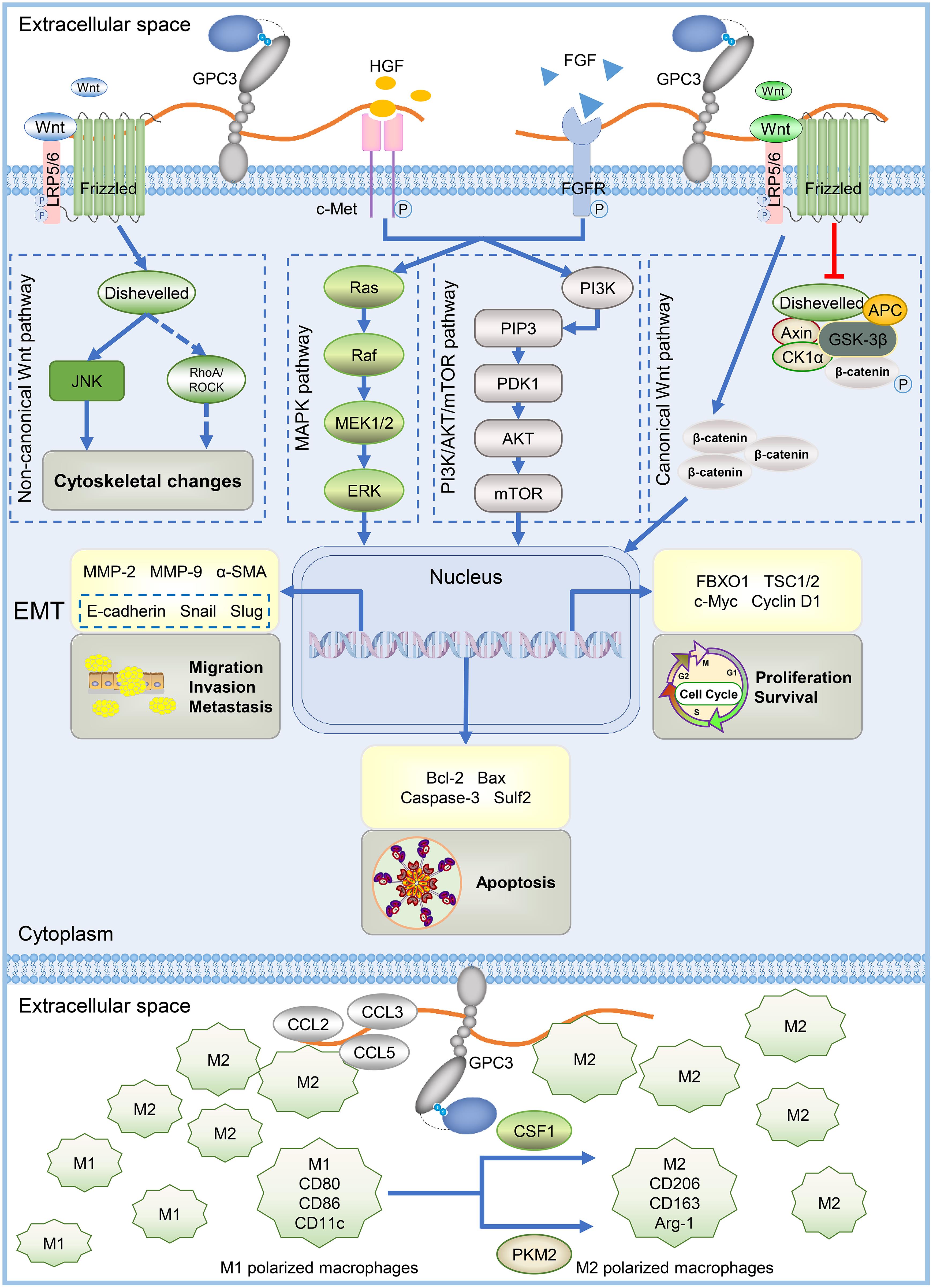 The signaling pathways initiated by GPC3 in liver cancer.