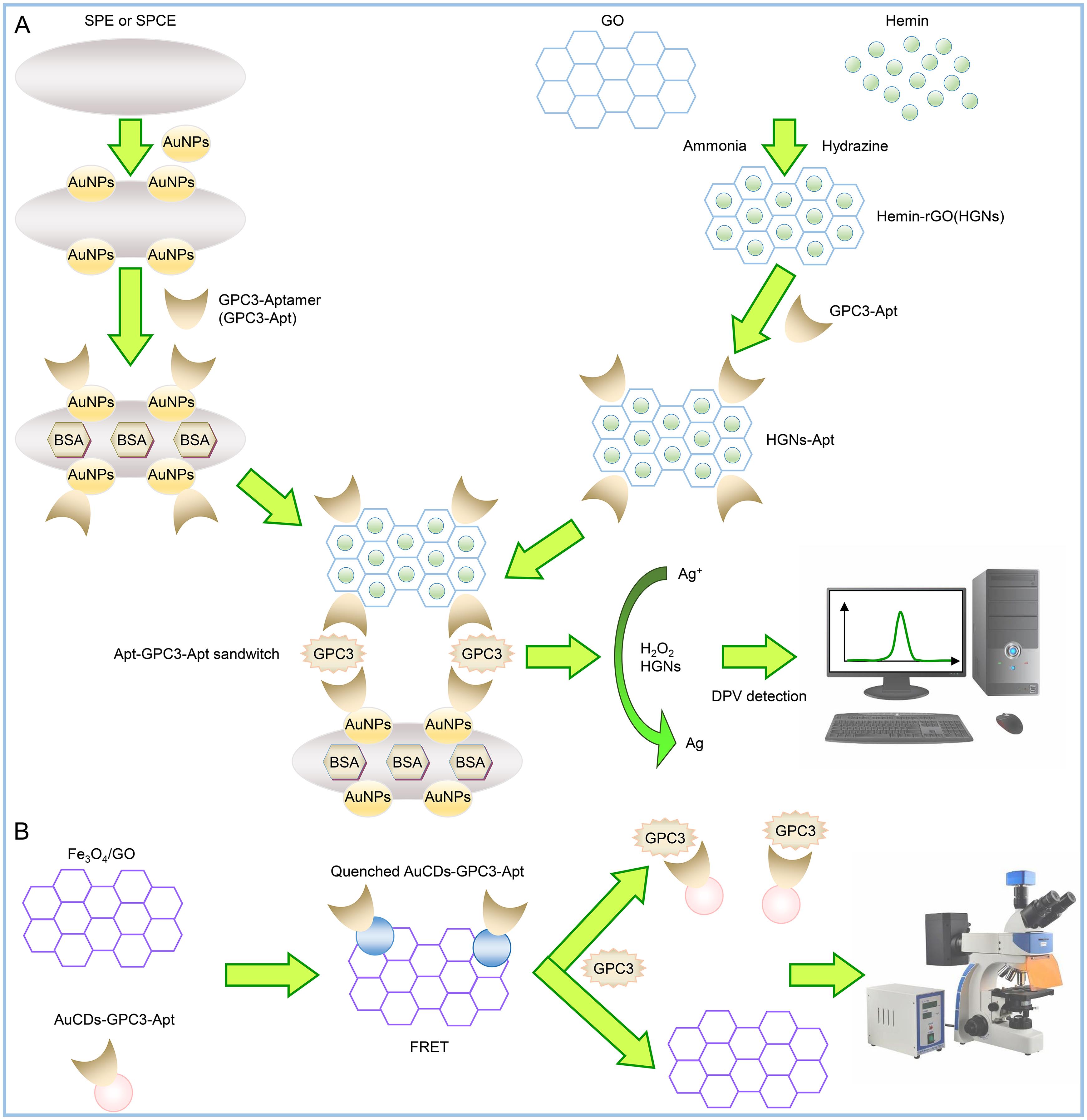 Schematic diagram of electrochemical GPC3 aptasensors.