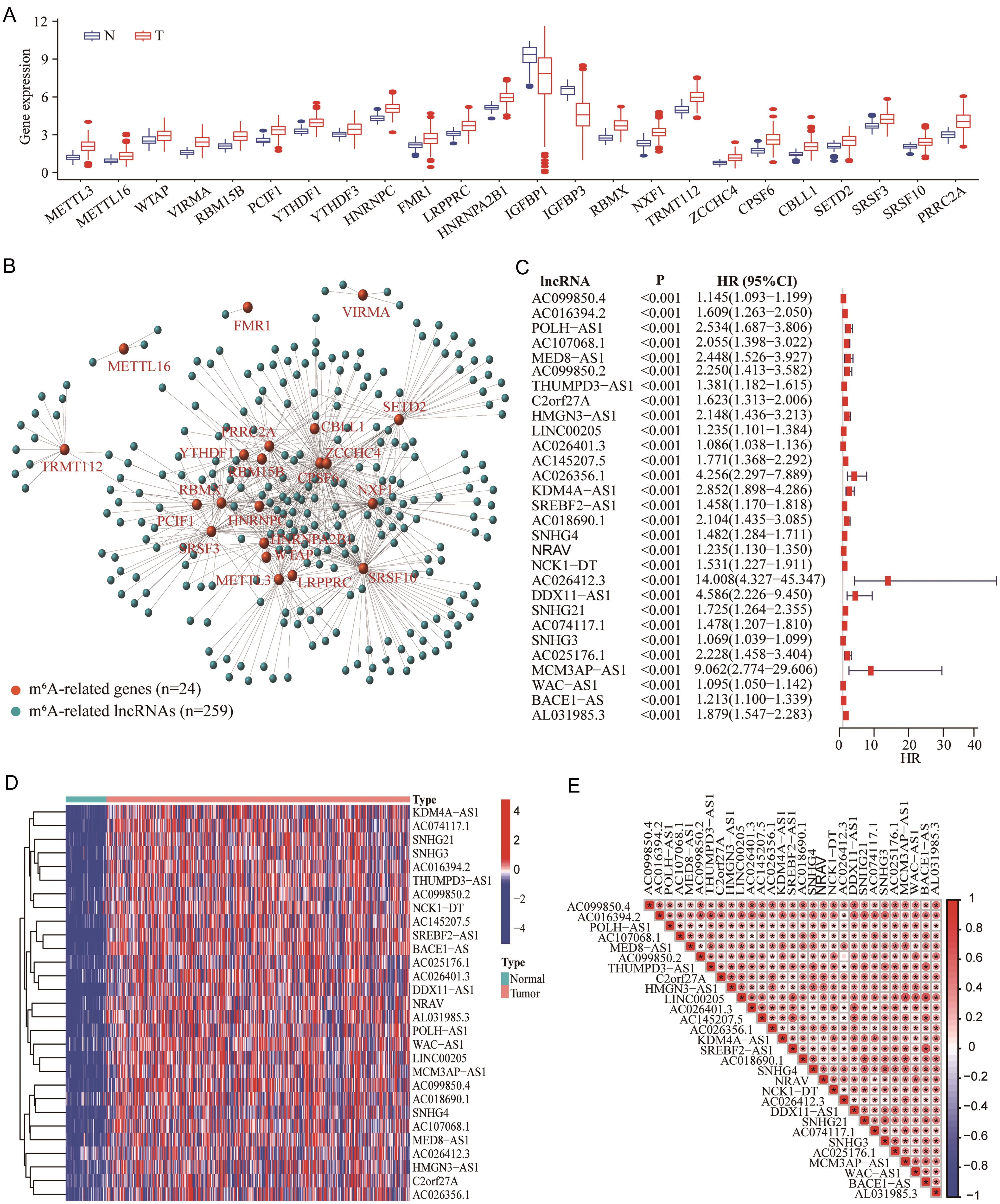 Identification of m<sup>6</sup>A-related lncRNAs with prognostic significance in HCC.