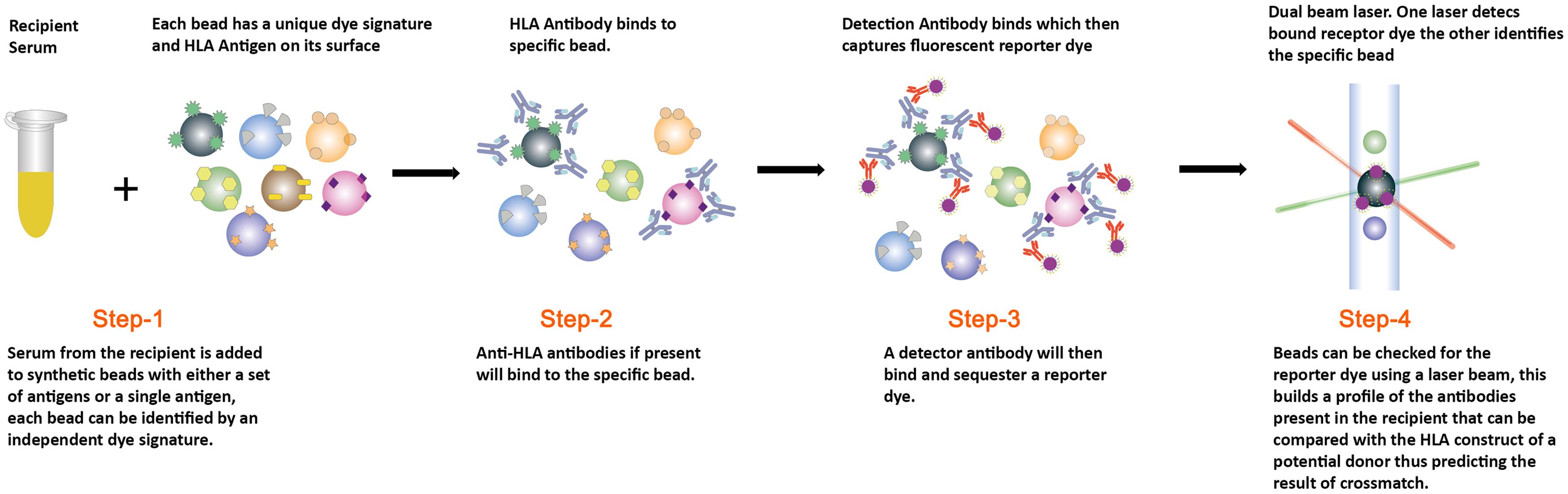 Schematic representation of the process of single-antigen bead assay.