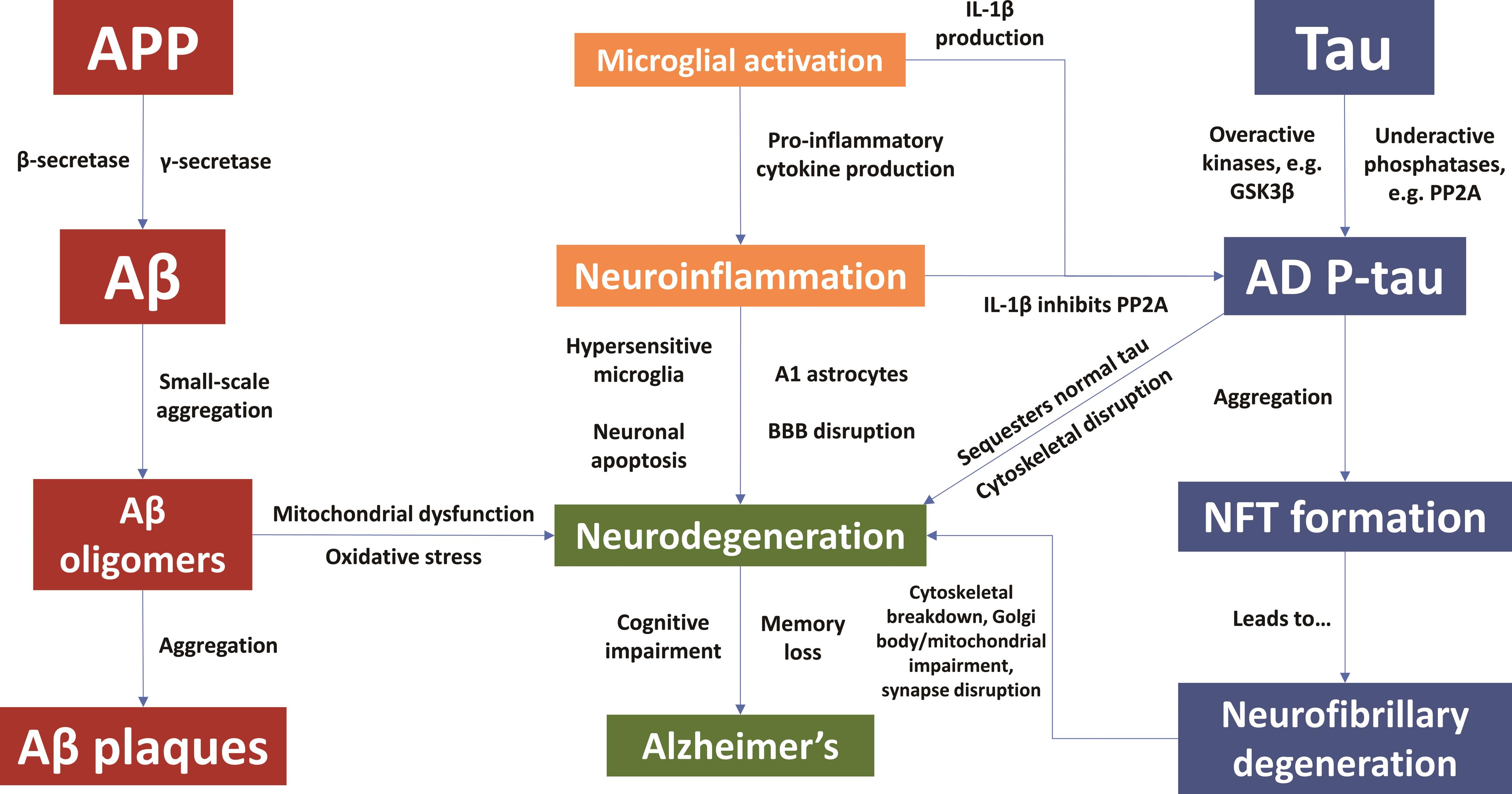 Outline of amyloid-β and tau’s contributions to dementia.