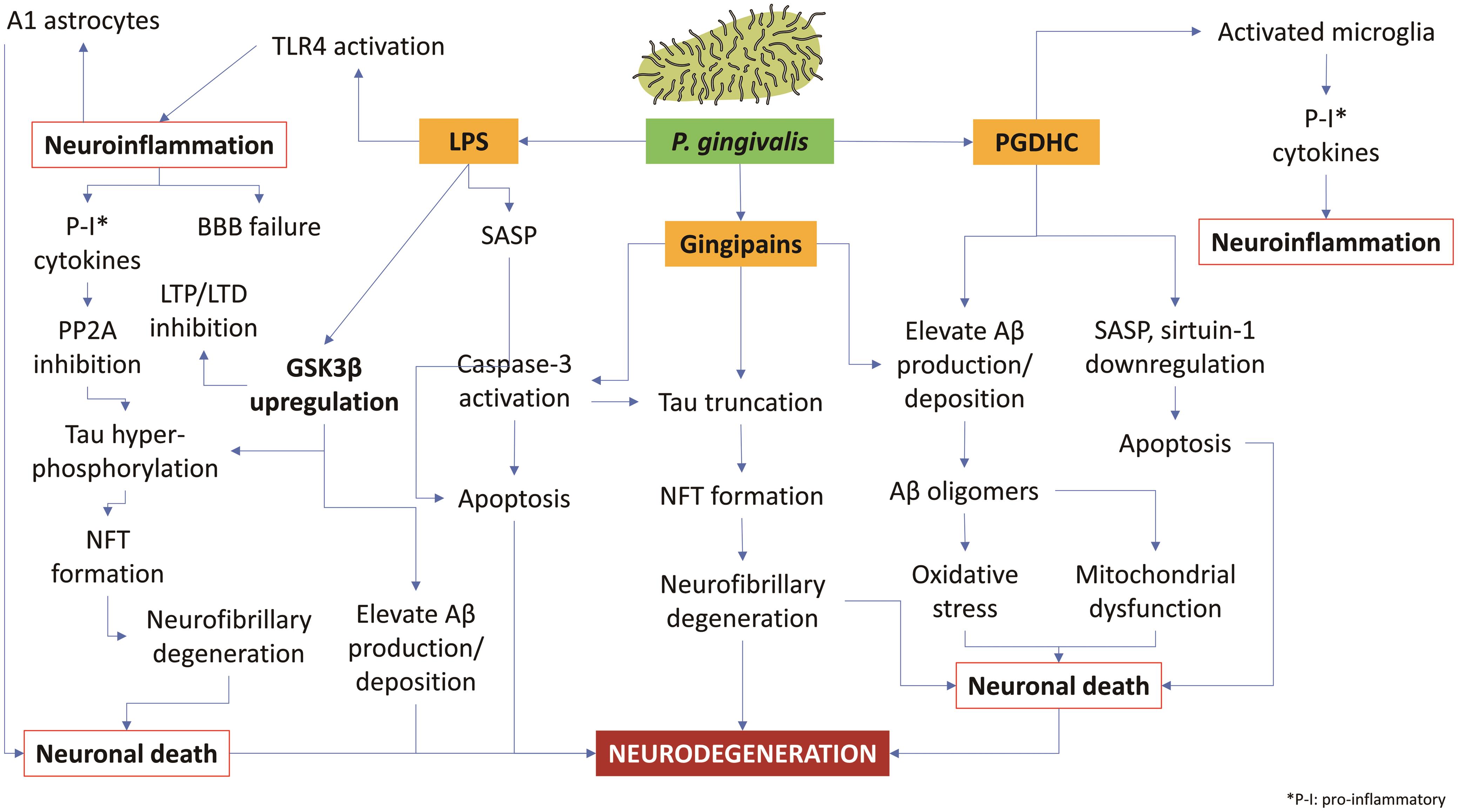 Overview of the roles of <italic>P. gingivalis</italic> virulence factors in Alzheimer’s disease.