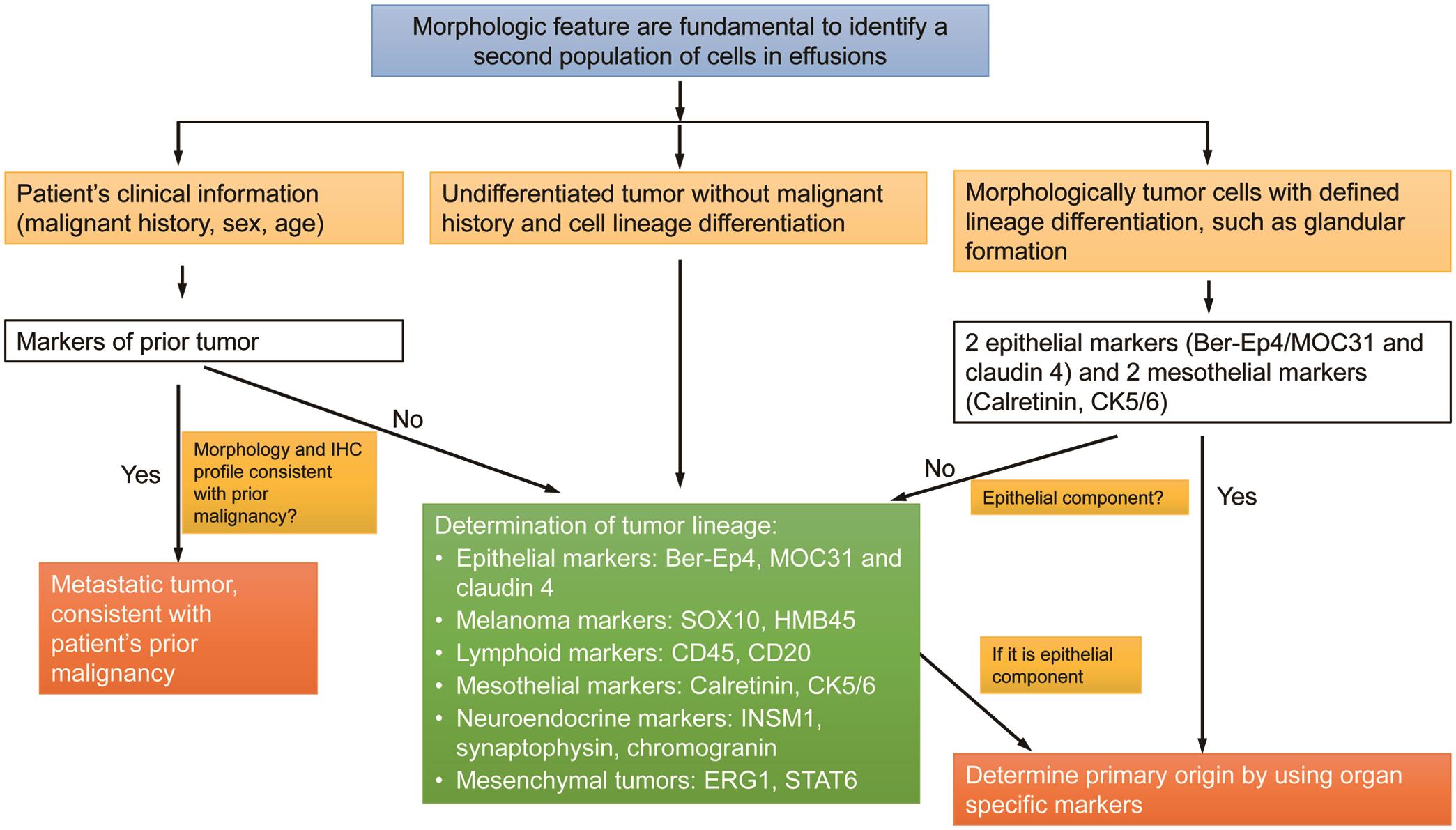 Algorithm to identify the tumor origin in effusions.